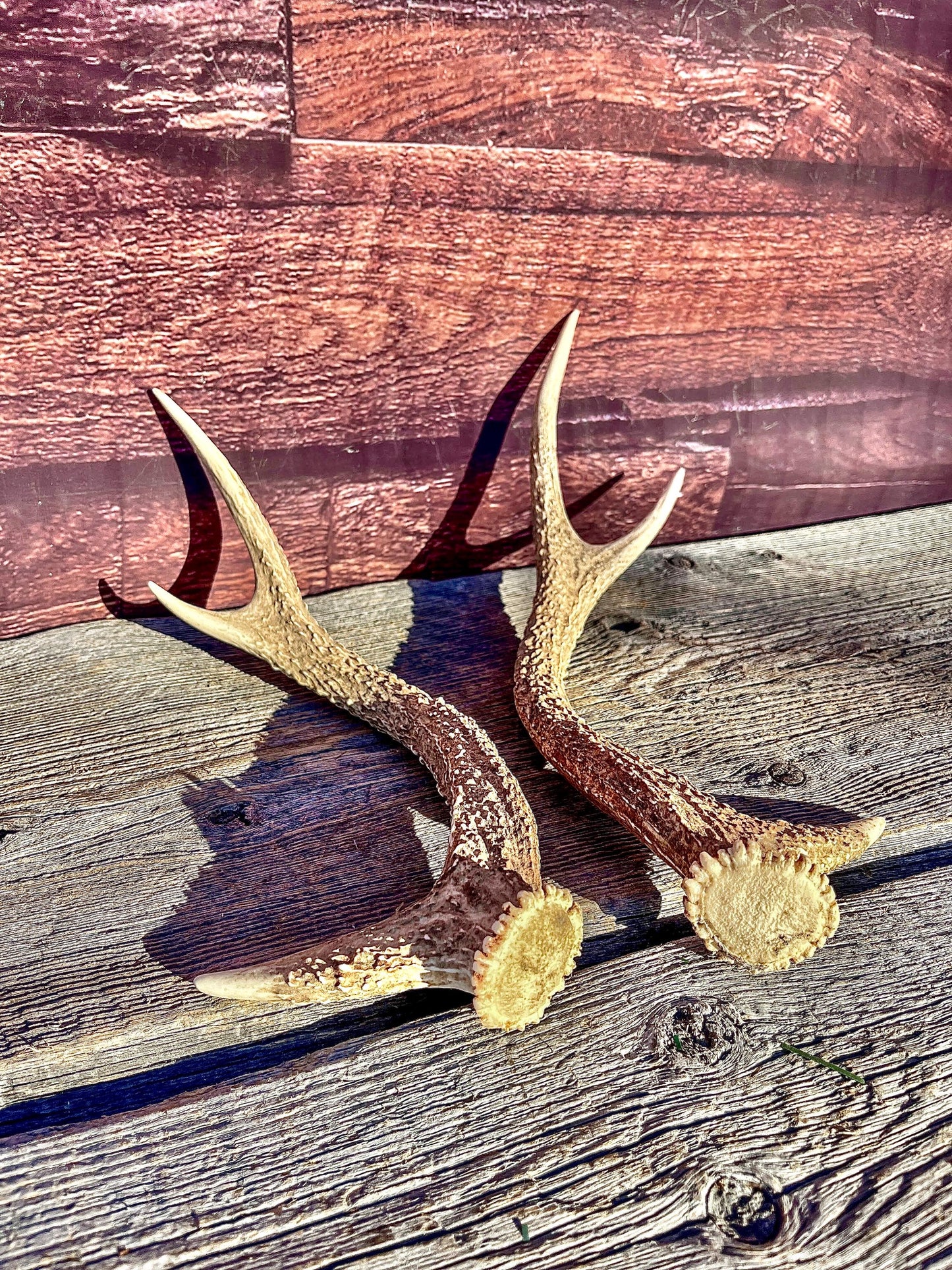 Axis Deer Matched Set. Premium High Density Naturally-Shed Antlers for Crafting Decor and More