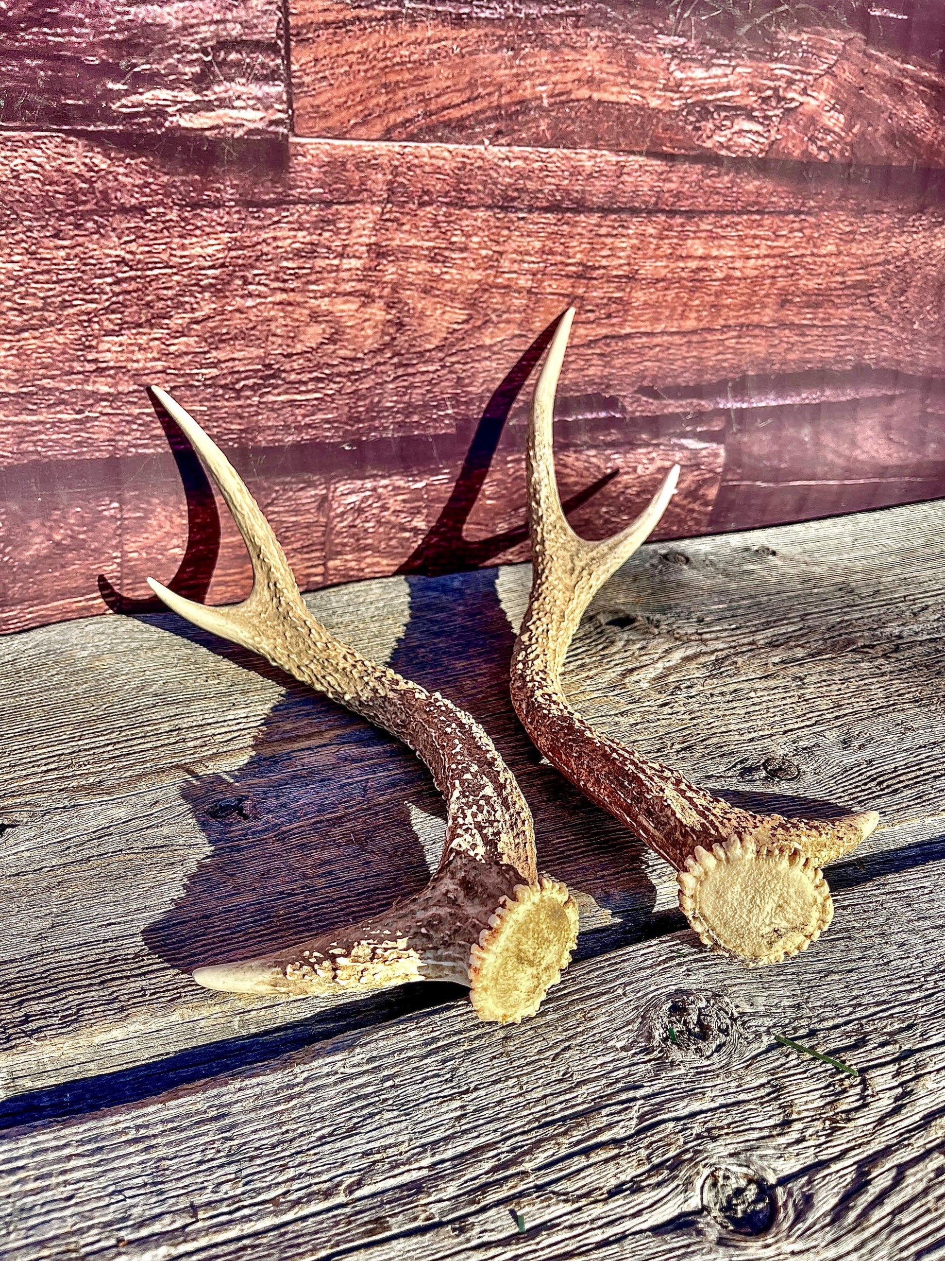 Axis Deer Matched Set. Premium High Density Naturally-Shed Antlers for Crafting Decor and More