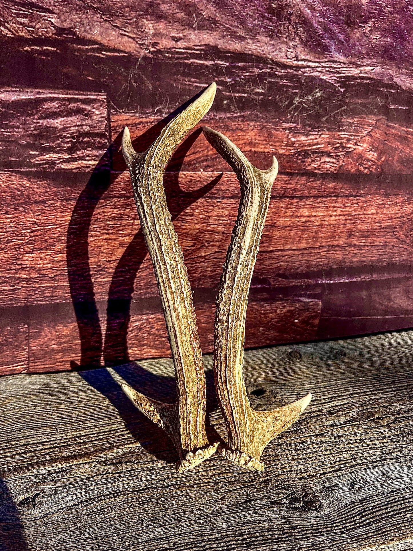 Axis Deer Matched Set. Premium High Density Naturally-Shed Antlers for Crafting Decor and More