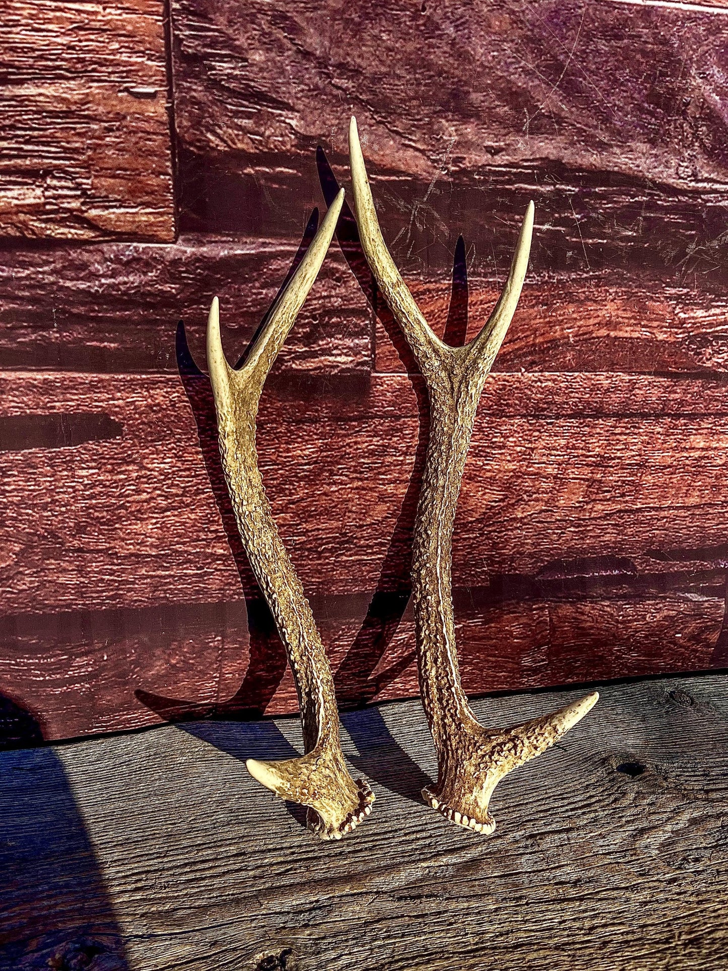 Axis Deer Matched Set. Premium High Density Naturally-Shed Antlers for Crafting Decor and More
