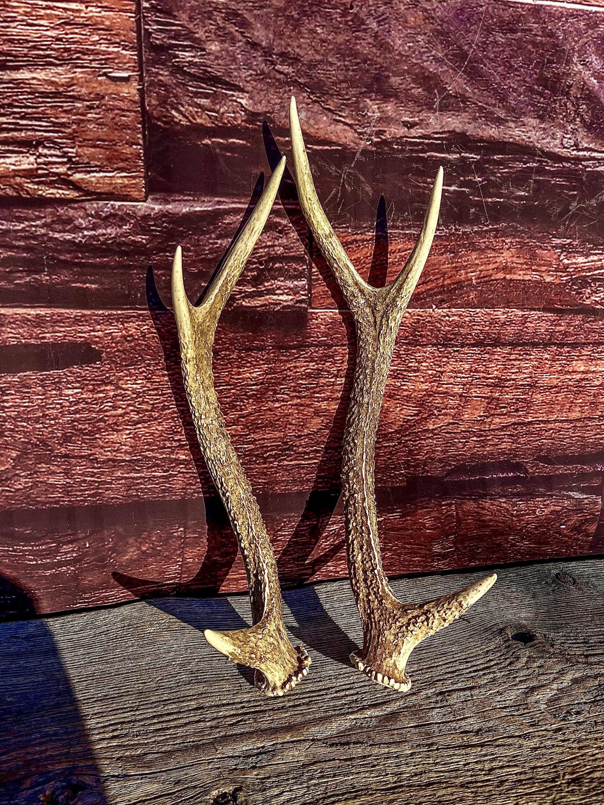 Axis Deer Matched Set. Premium High Density Naturally-Shed Antlers for Crafting Decor and More