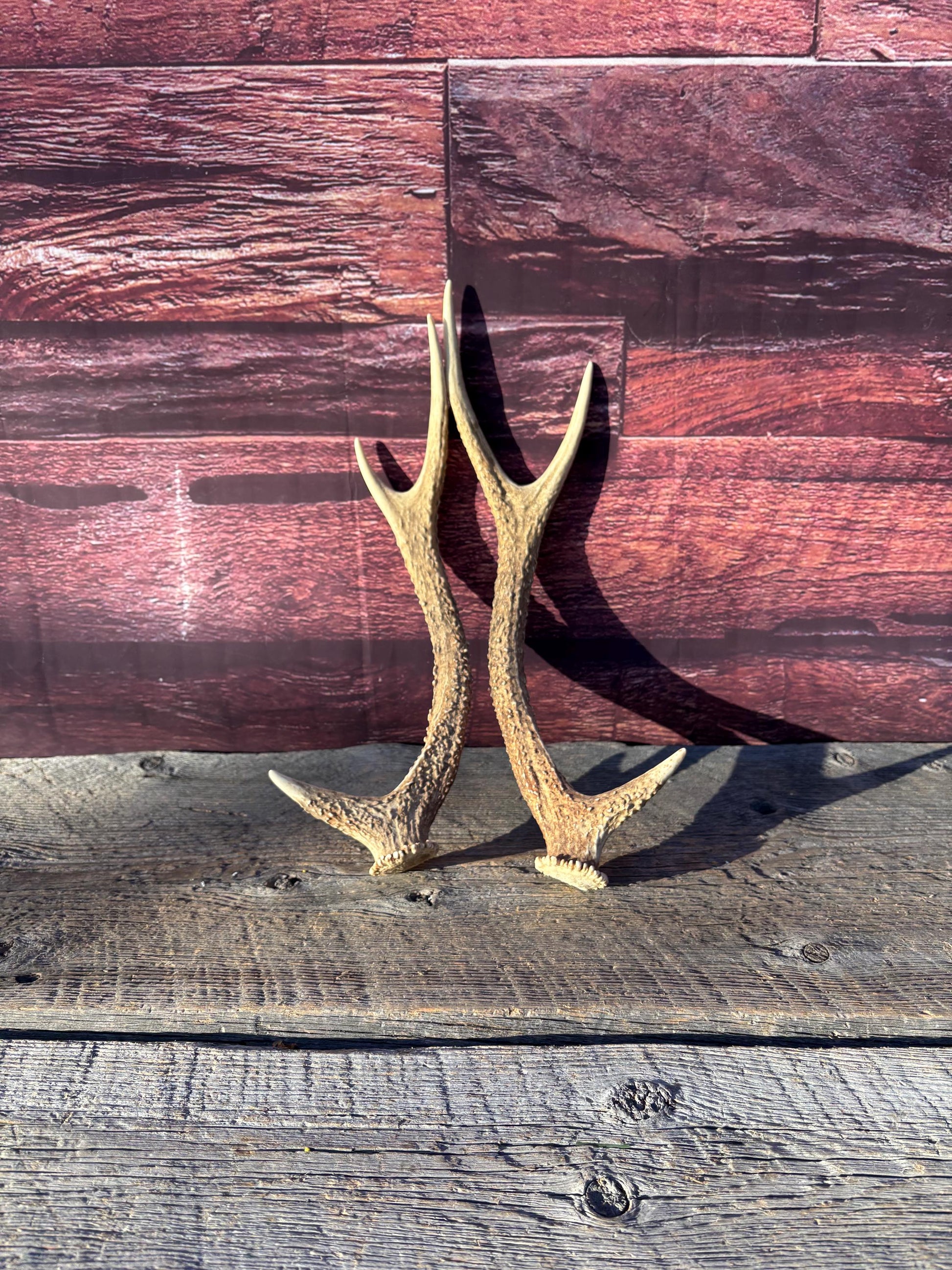 Axis Deer Matched Set. Premium High Density Naturally-Shed Antlers for Crafting Decor and More