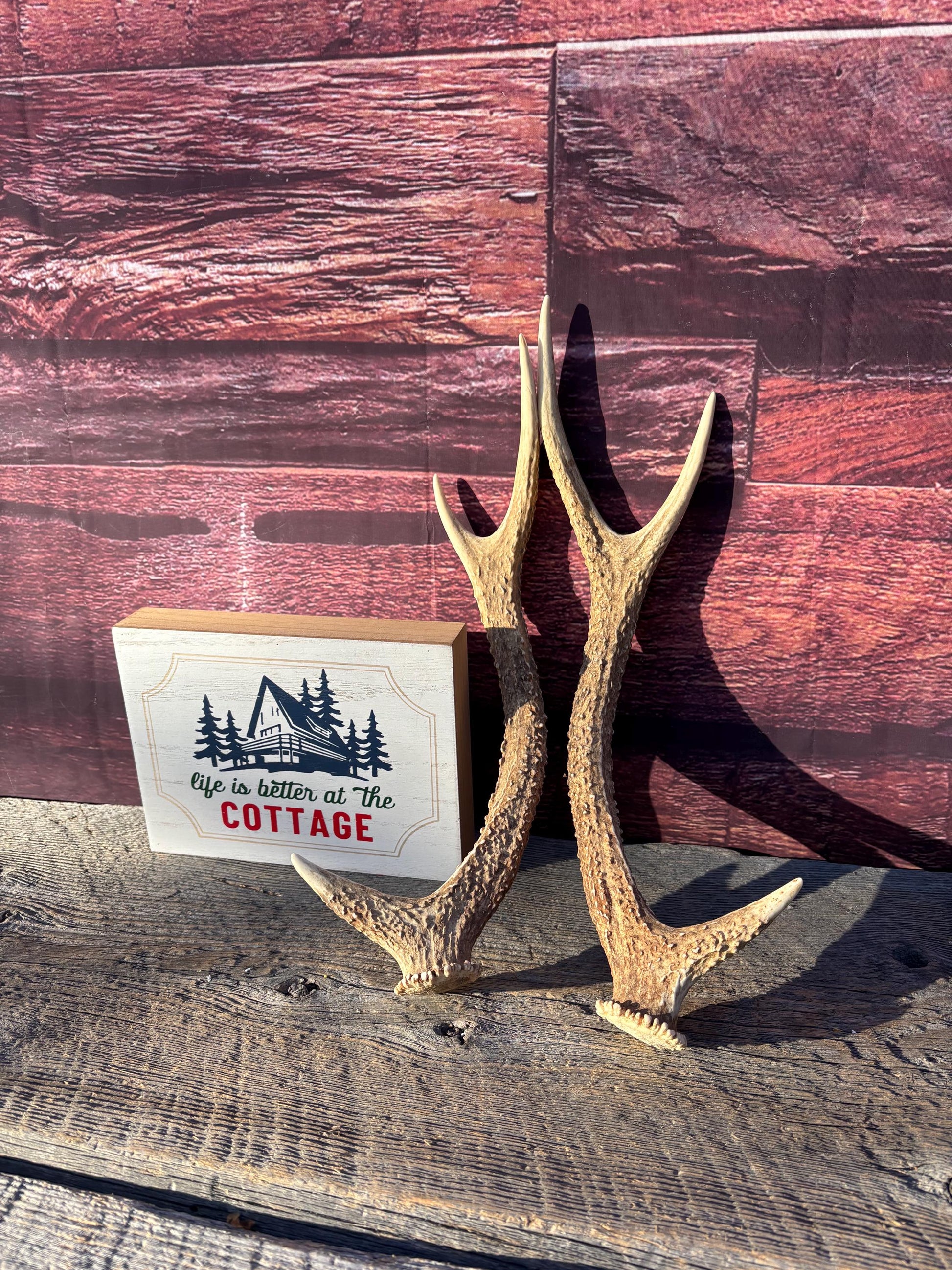 Axis Deer Matched Set. Premium High Density Naturally-Shed Antlers for Crafting Decor and More
