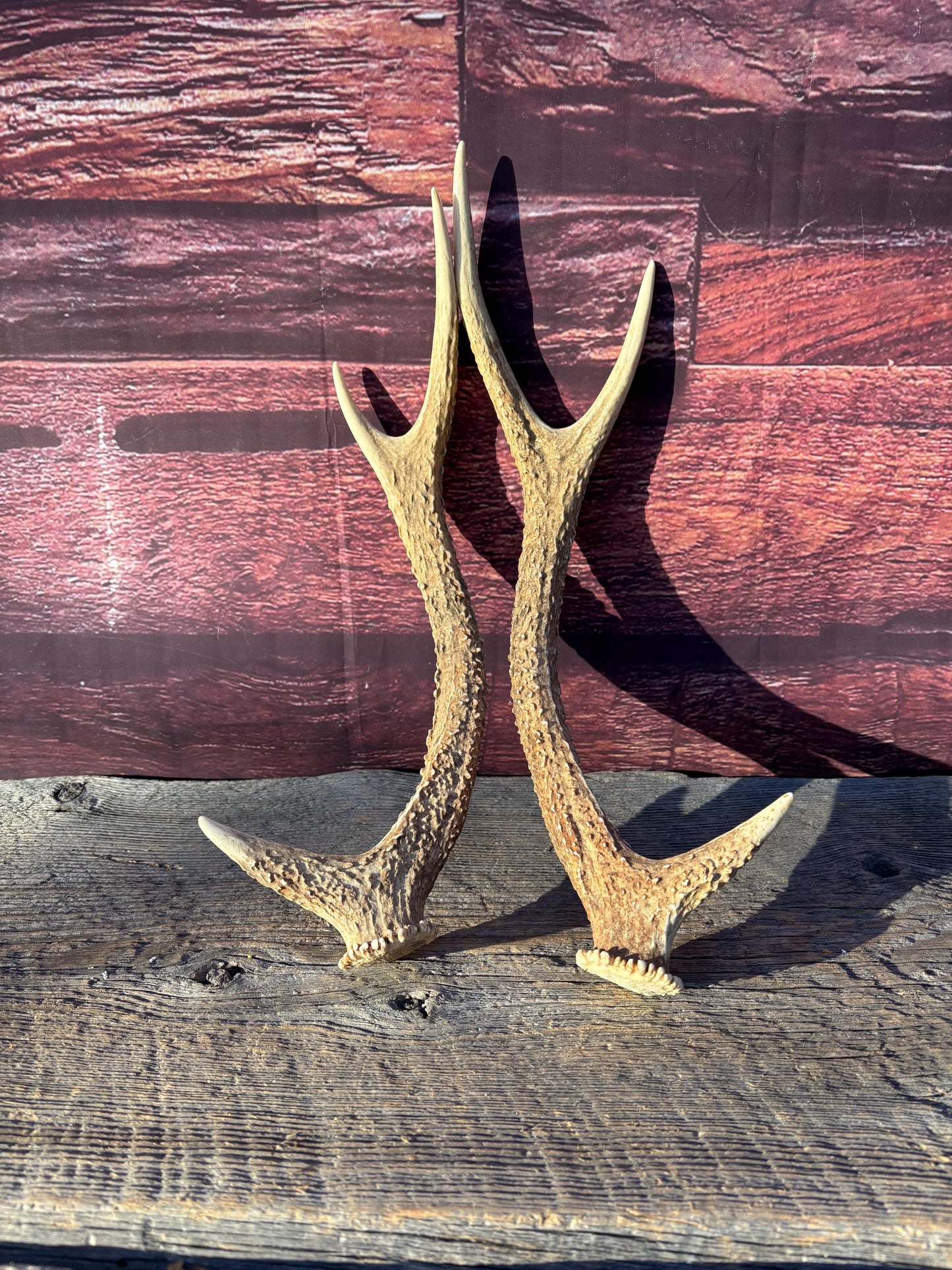 Axis Deer Matched Set. Premium High Density Naturally-Shed Antlers for Crafting Decor and More