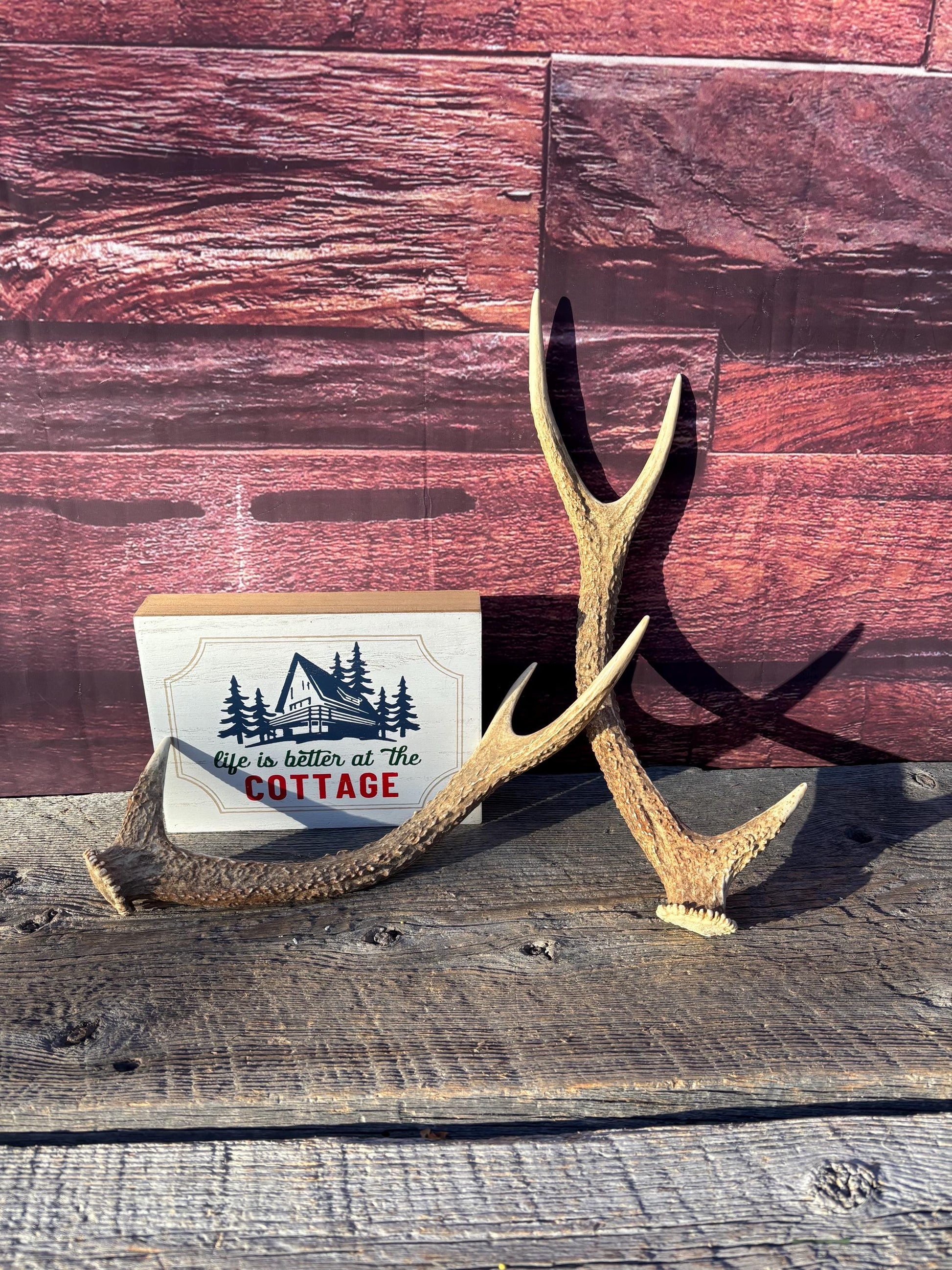 Axis Deer Matched Set. Premium High Density Naturally-Shed Antlers for Crafting Decor and More