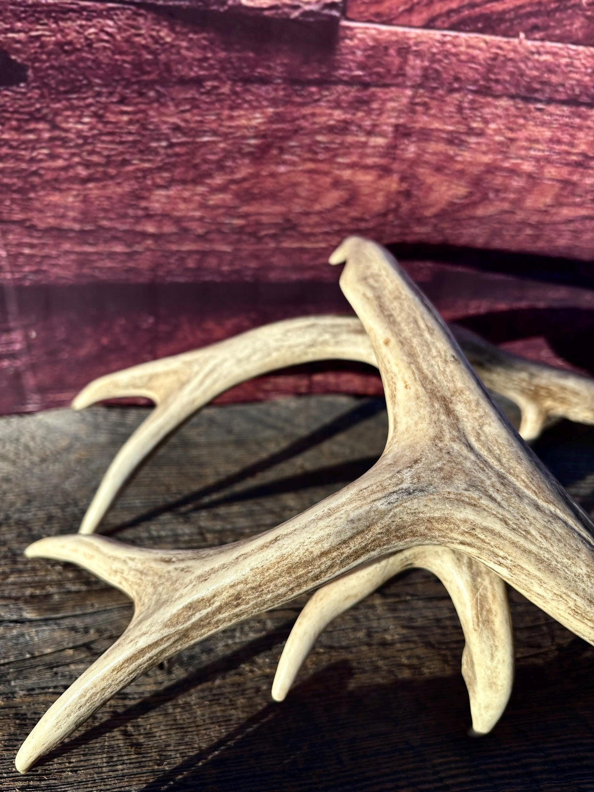 Classic Mule Deer Buck Antlers! For Decor, Crafting and More!