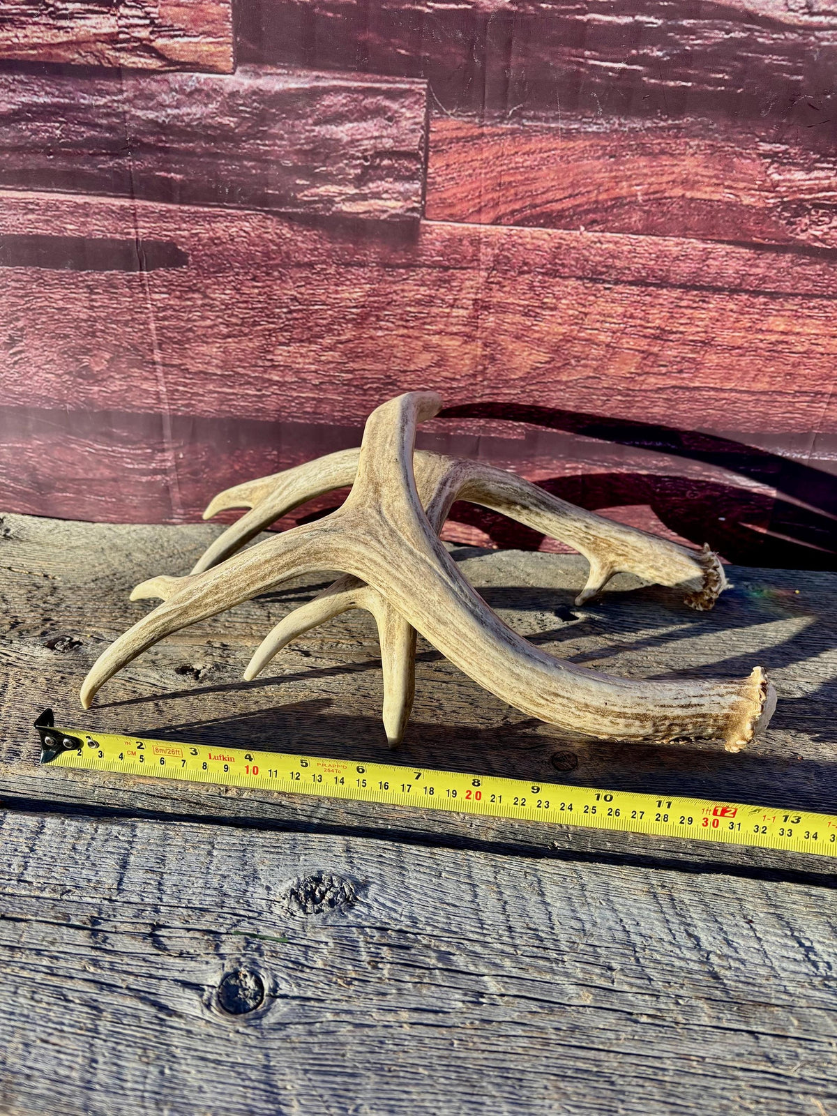 Classic Mule Deer Buck Antlers! For Decor, Crafting and More!