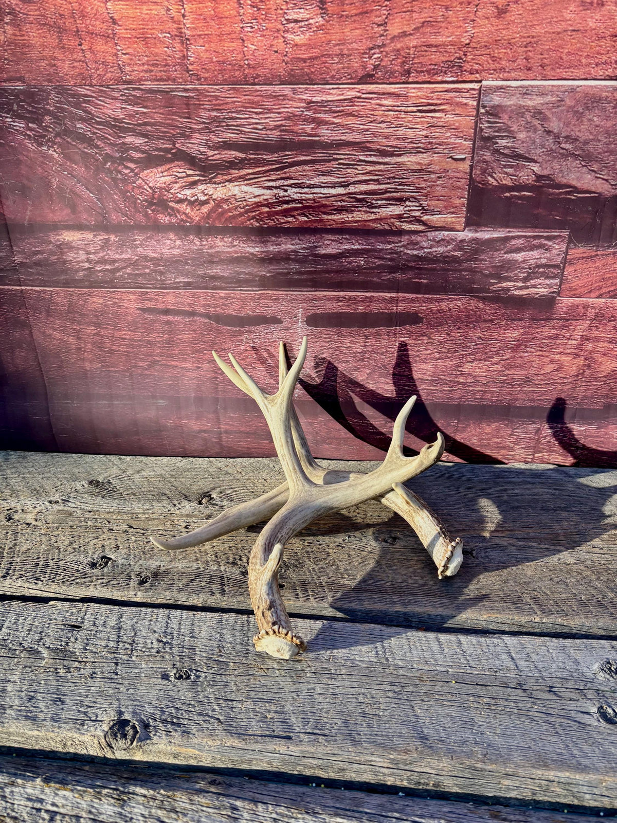 Classic Mule Deer Buck Antlers! For Decor, Crafting and More!