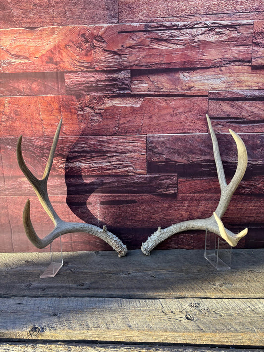 Mule Deer Antlers. Matching Antler Set. Rustic & Farmhouse Decor, Interior Design, and more!