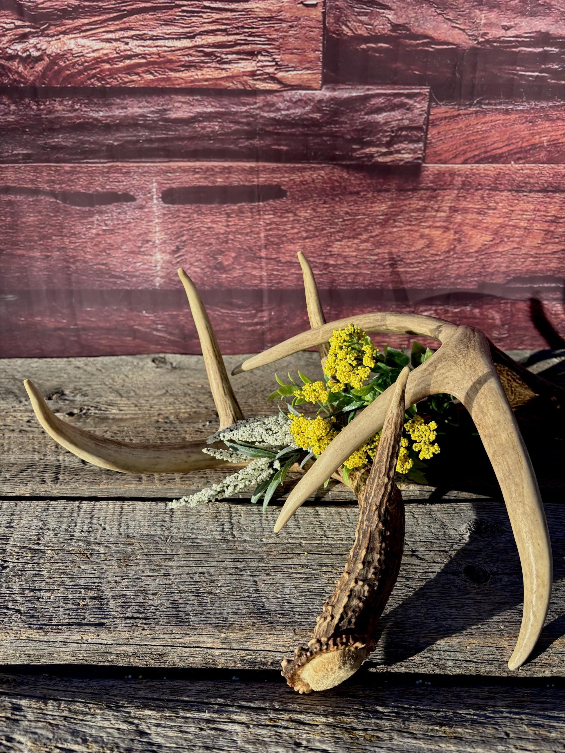Deer Antlers - White-tailed deer Matching Set. Wild Canadian Whitetail Buck Antlers