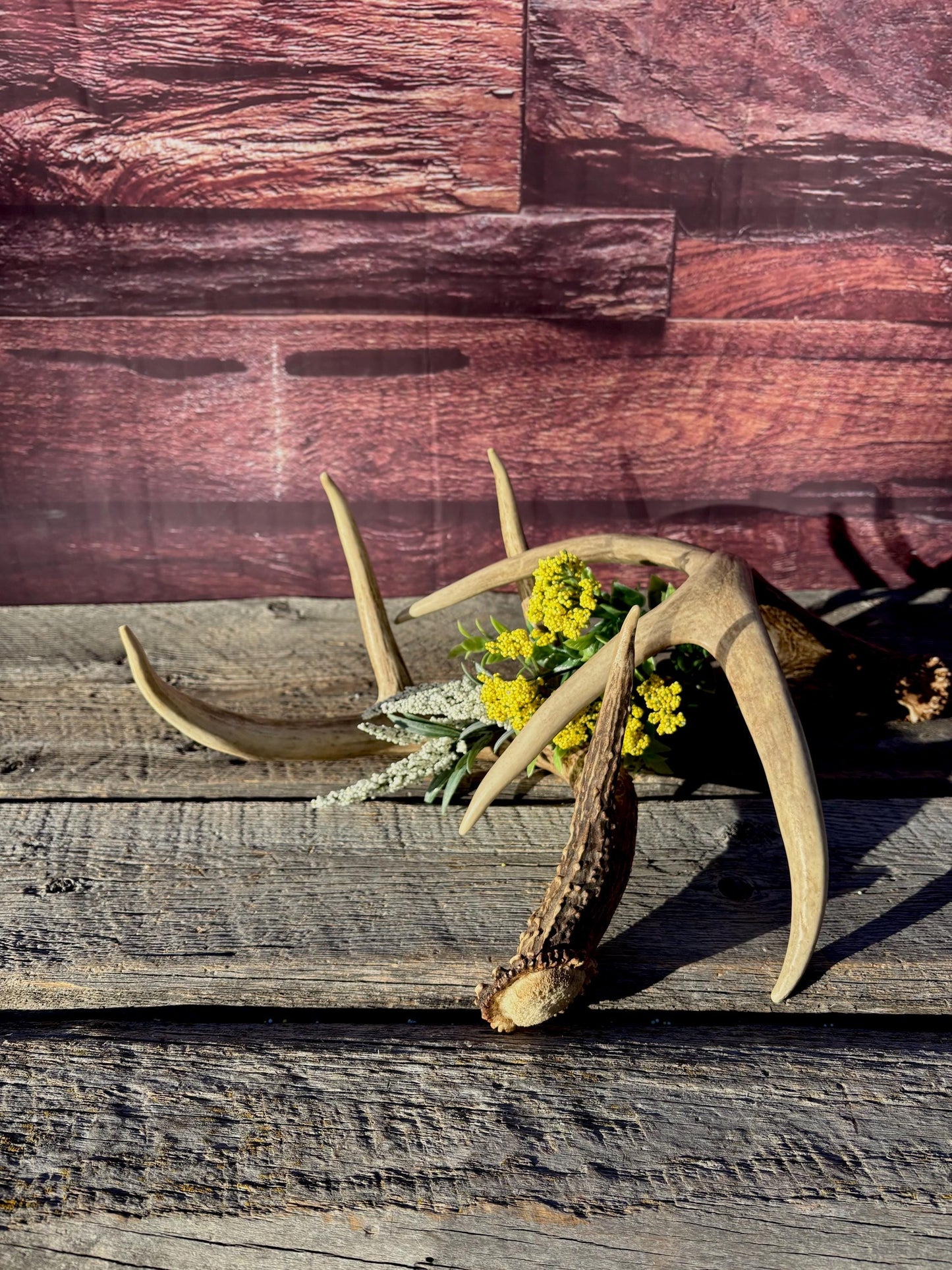 Deer Antlers - White-tailed deer Matching Set. Wild Canadian Whitetail Buck Antlers