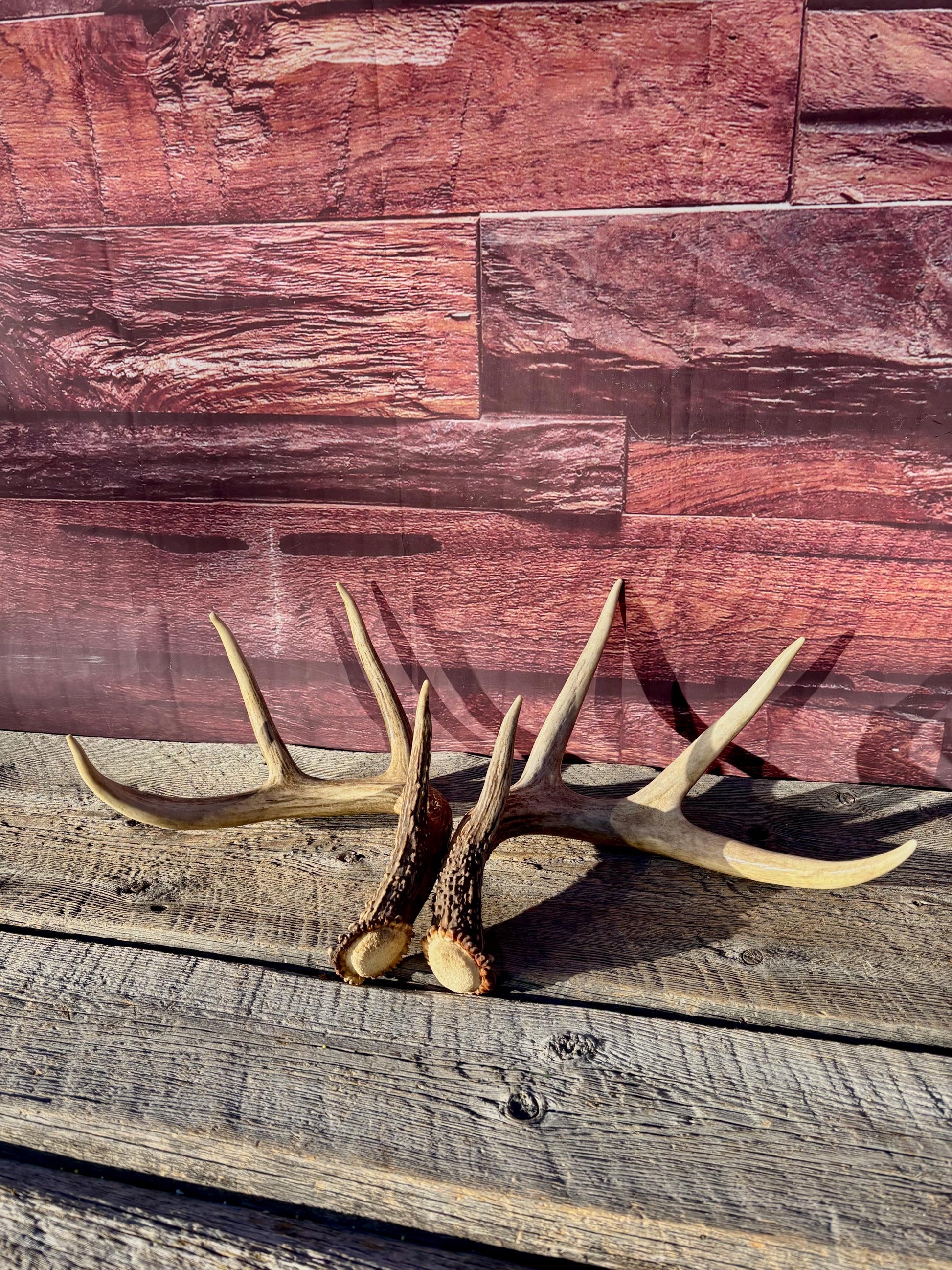 Deer Antlers - White-tailed deer Matching Set. Wild Canadian Whitetail Buck Antlers