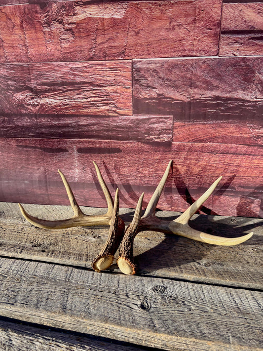 Deer Antlers - White-tailed deer Matching Set. Wild Canadian Whitetail Buck Antlers