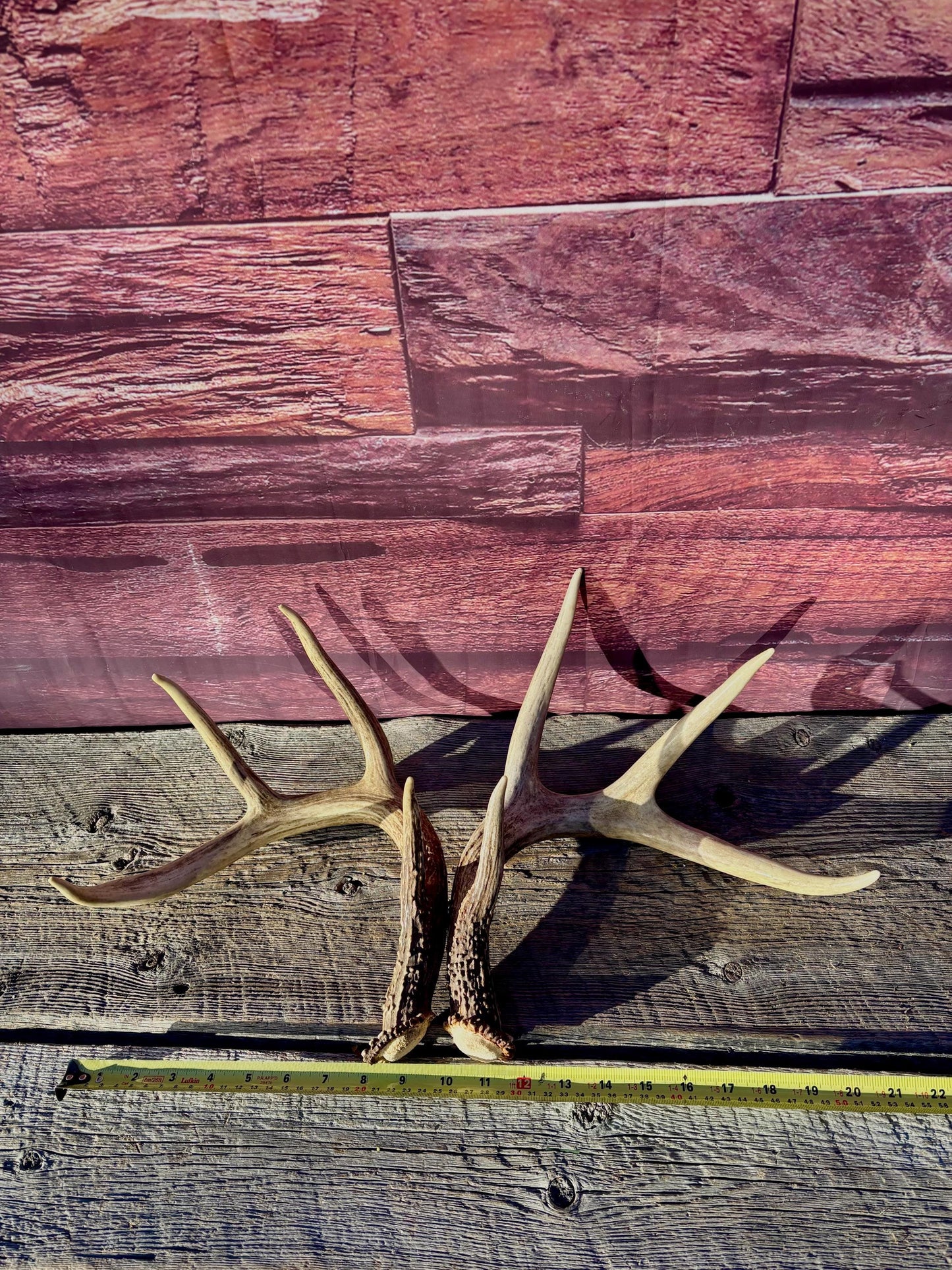 Deer Antlers - White-tailed deer Matching Set. Wild Canadian Whitetail Buck Antlers