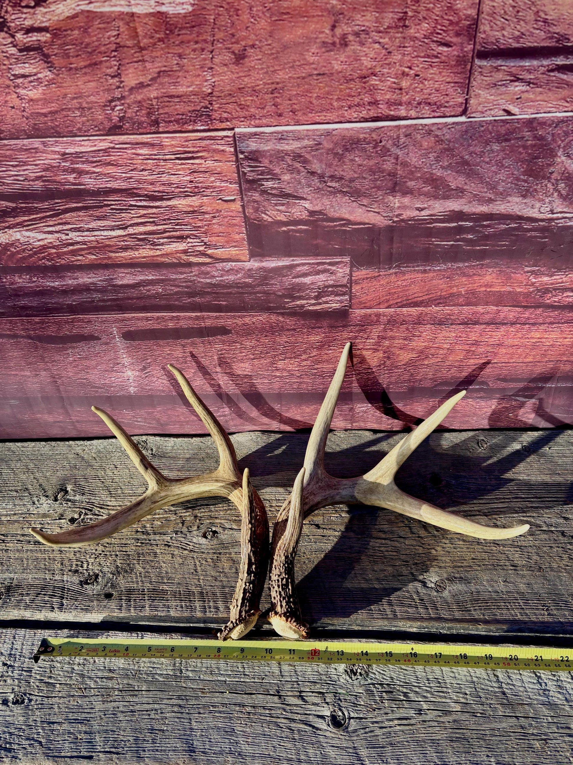 Deer Antlers - White-tailed deer Matching Set. Wild Canadian Whitetail Buck Antlers