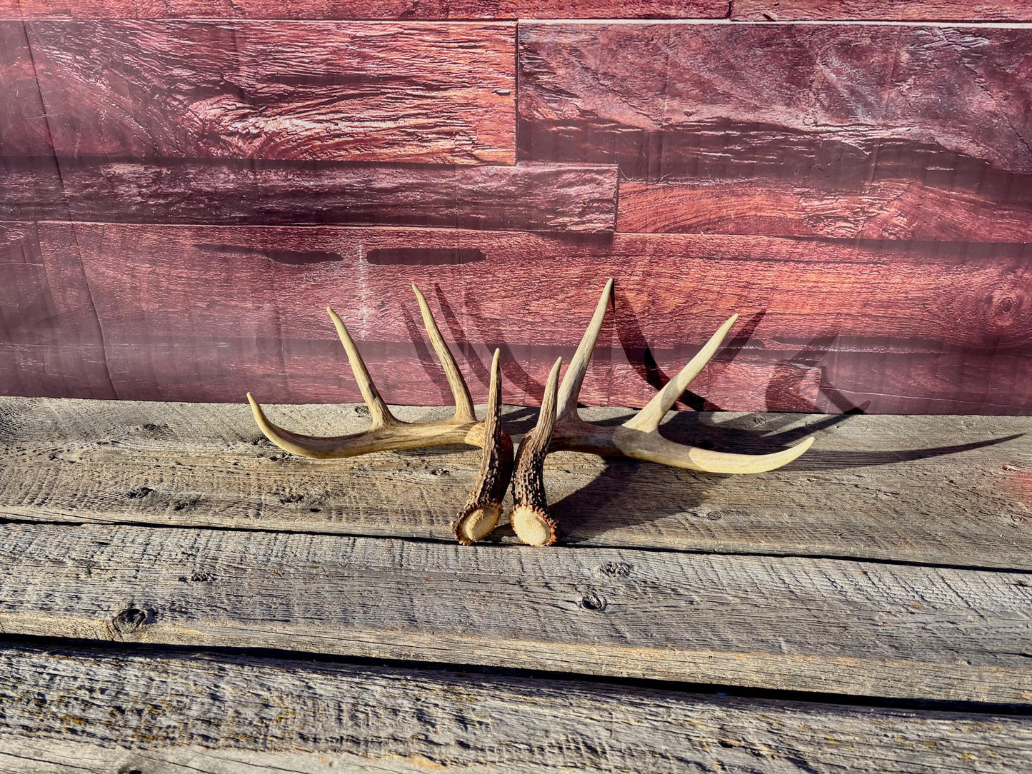 Deer Antlers - White-tailed deer Matching Set. Wild Canadian Whitetail Buck Antlers