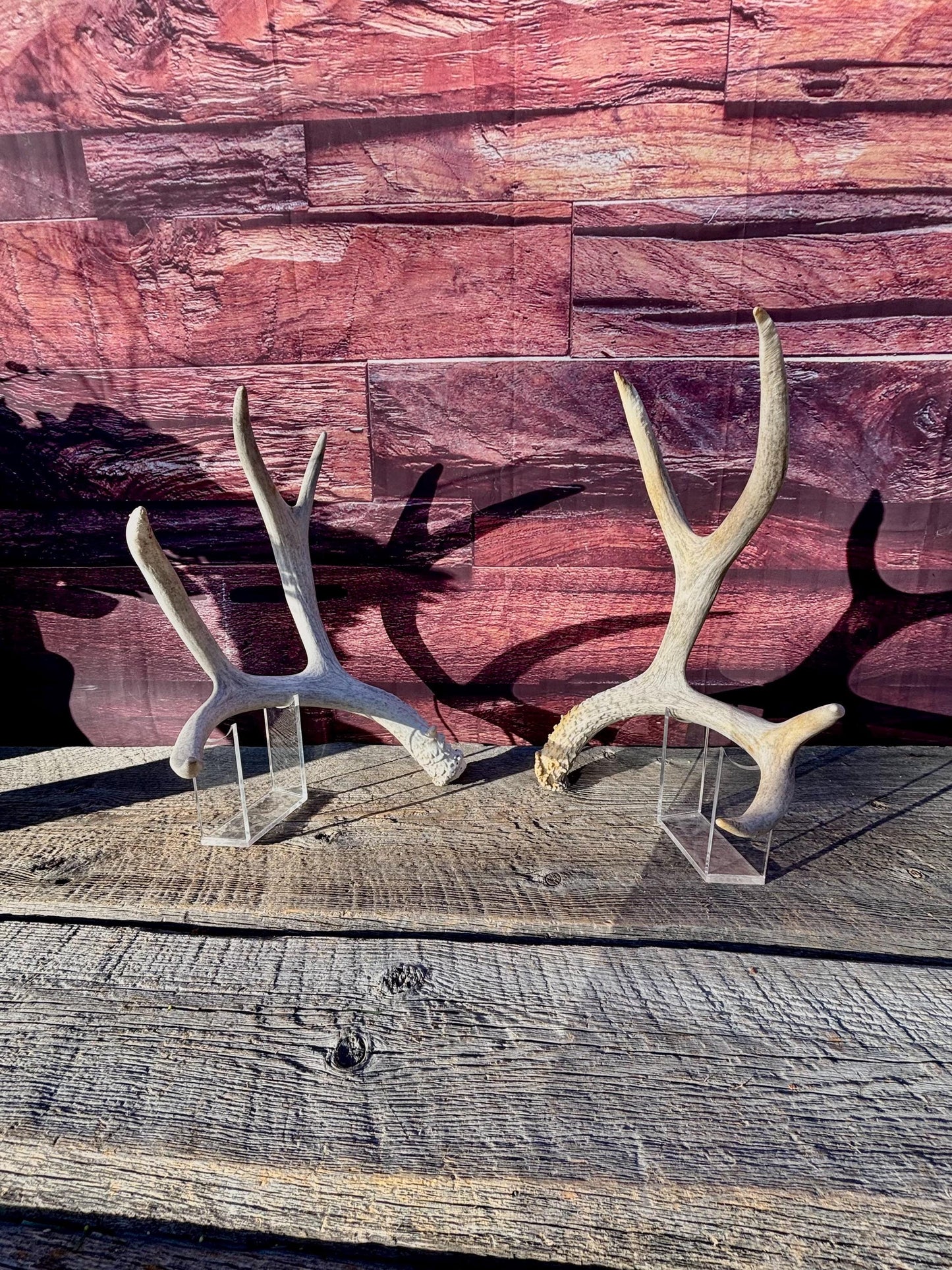Matching Mule Deer Antler Set. For Decor. Wild, Naturally Shed, Canadian Deer Antler set.