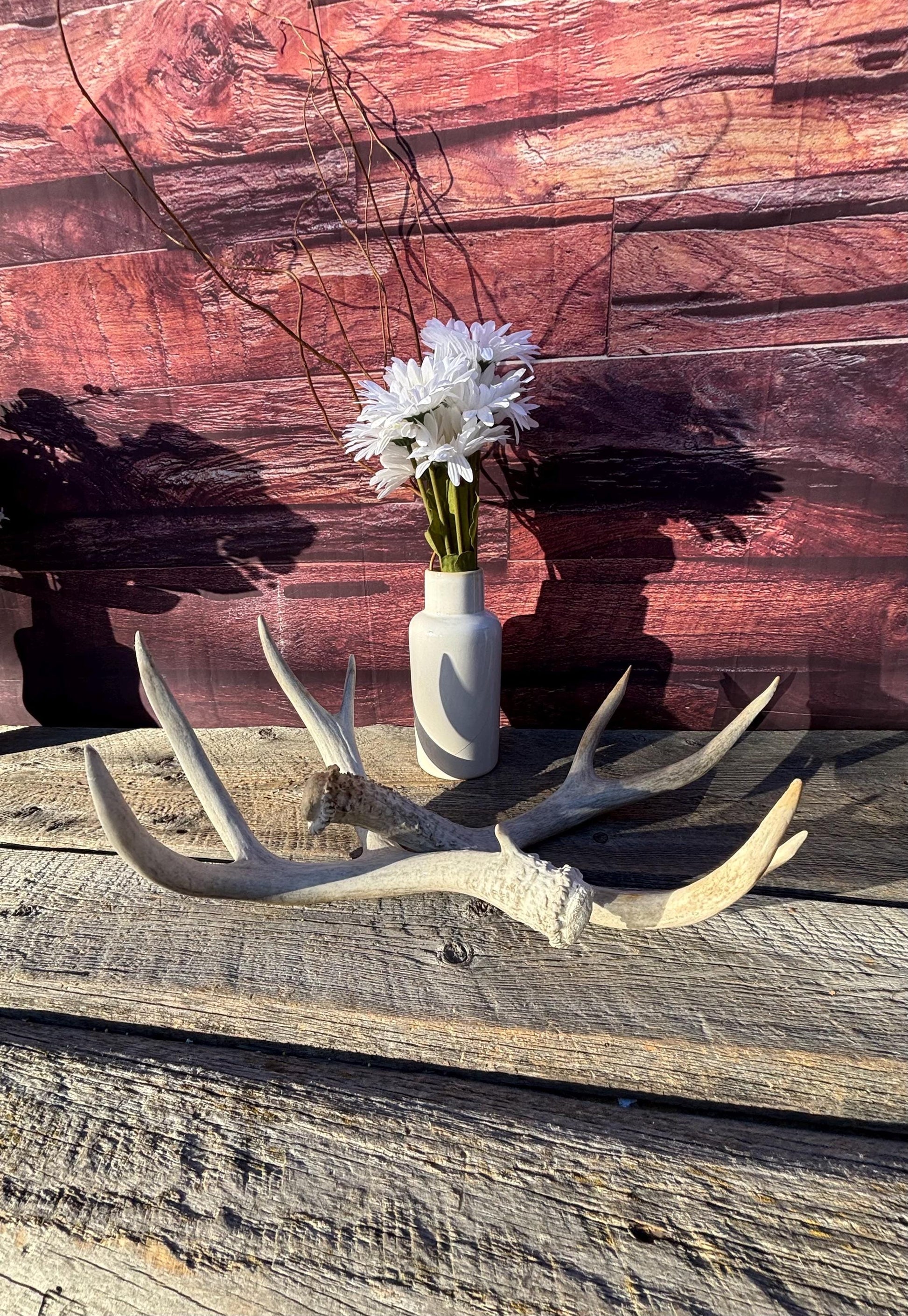 Matching Mule Deer Antler Set. For Decor. Wild, Naturally Shed, Canadian Deer Antler set.