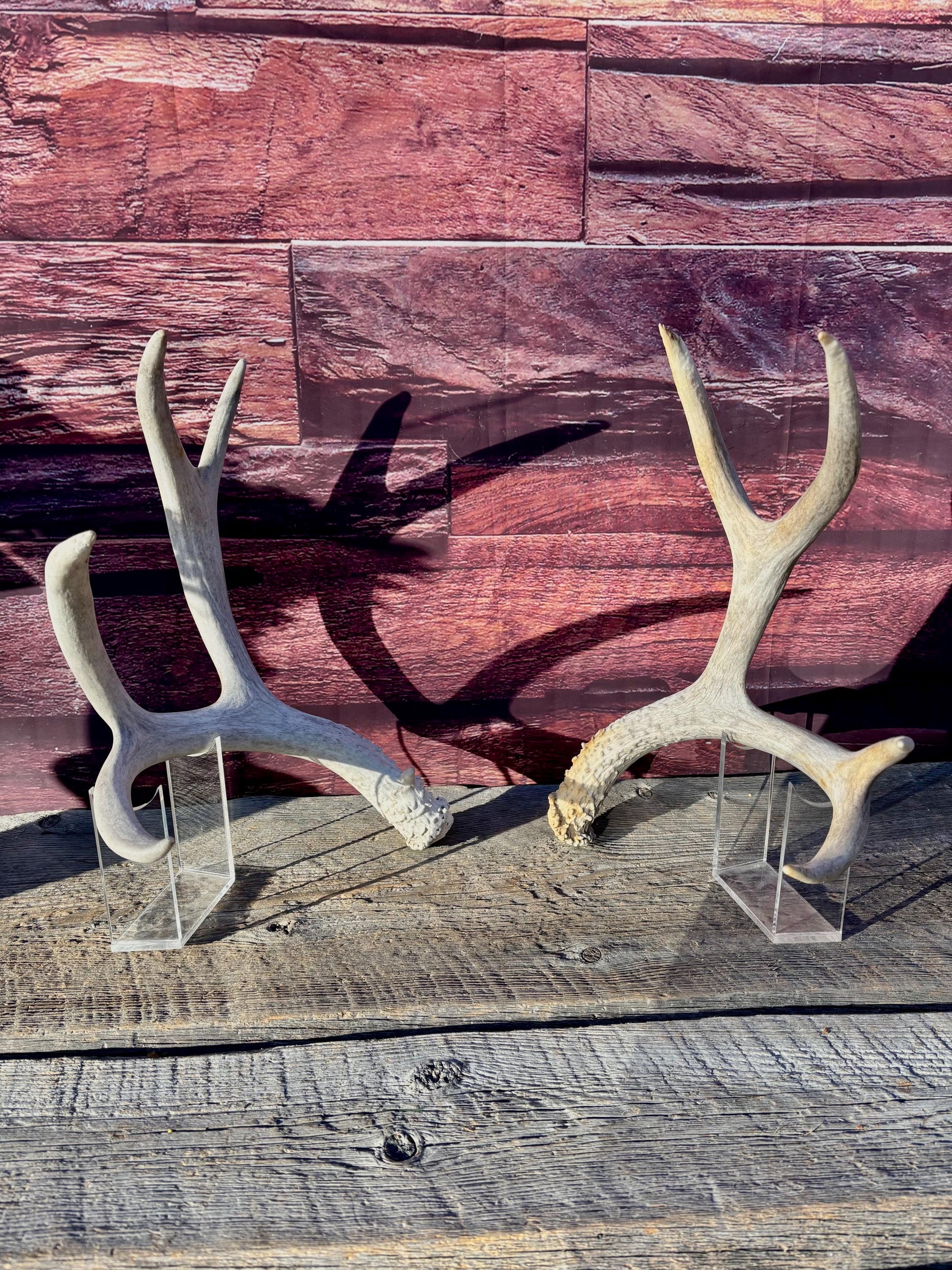 Matching Mule Deer Antler Set. For Decor. Wild, Naturally Shed, Canadian Deer Antler set.