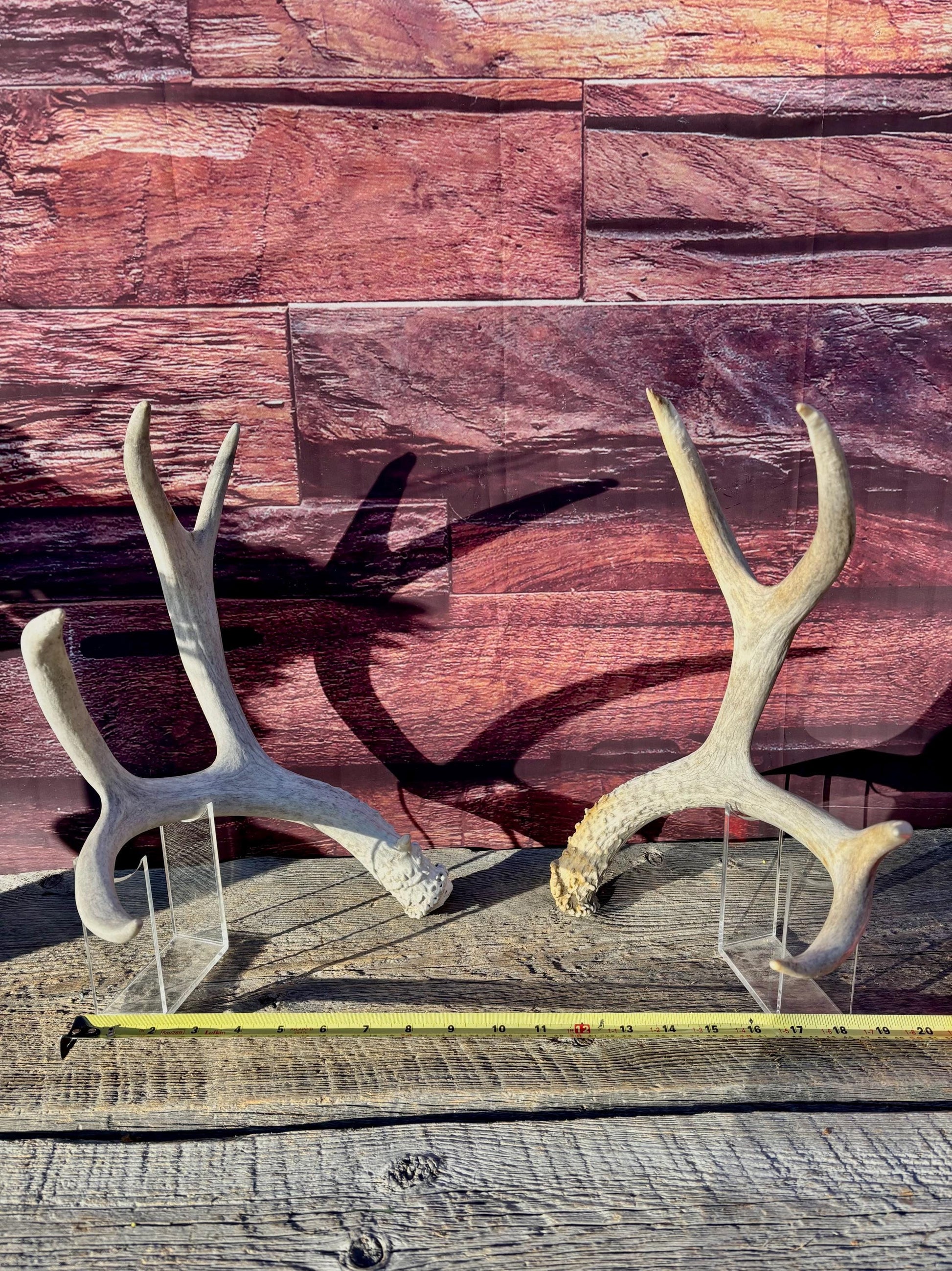 Matching Mule Deer Antler Set. For Decor. Wild, Naturally Shed, Canadian Deer Antler set.
