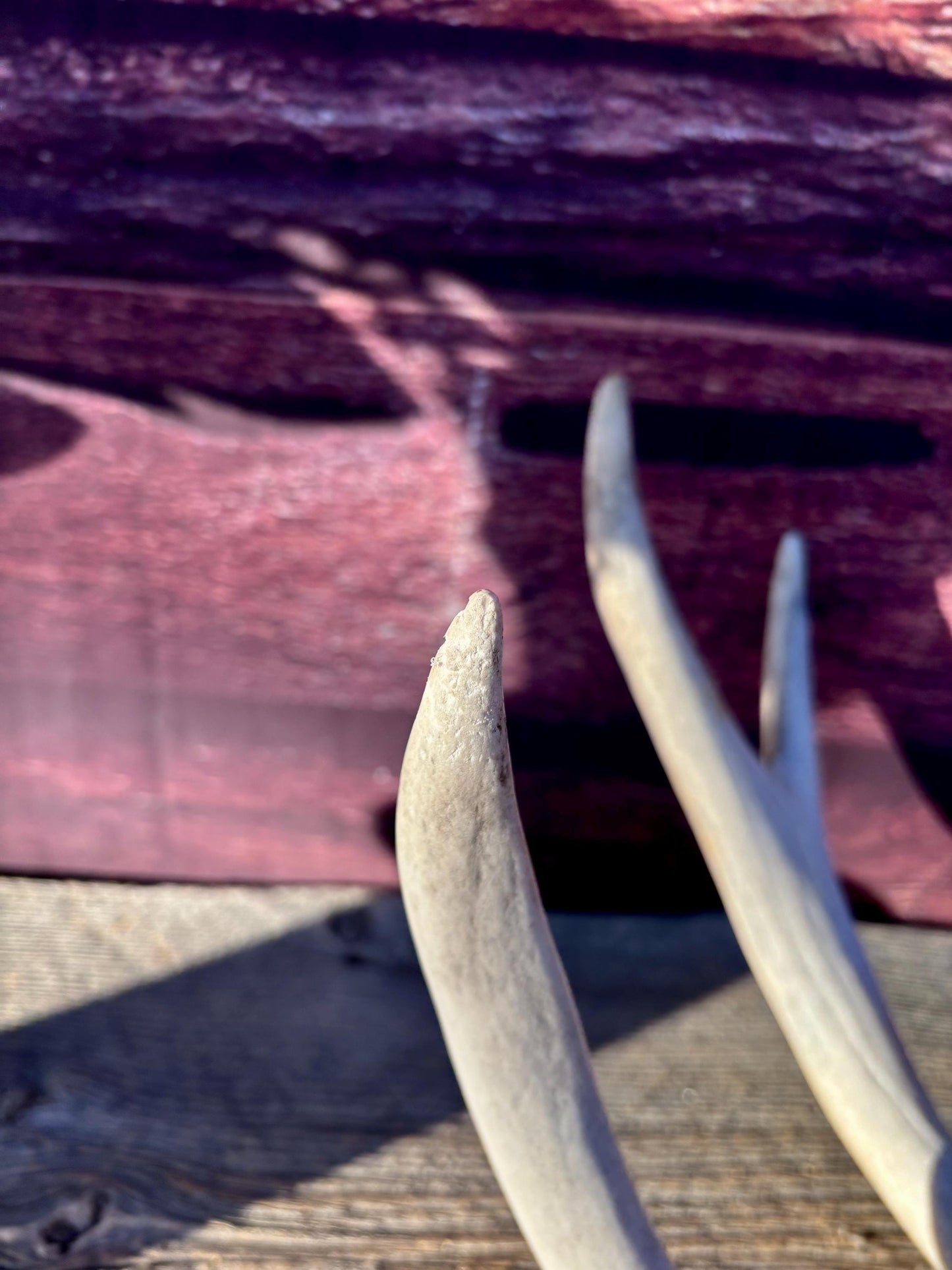 Matching Mule Deer Antler Set. For Decor. Wild, Naturally Shed, Canadian Deer Antler set.