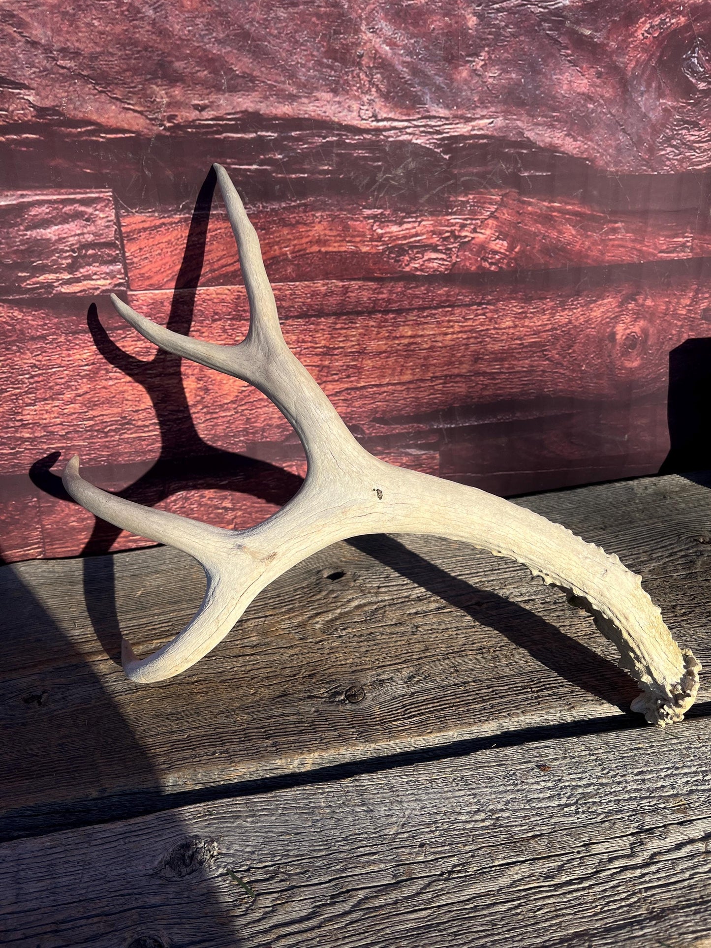 Naturally Shed Mule Deer Antler. Decor piece, Table Centerpiece, and More.