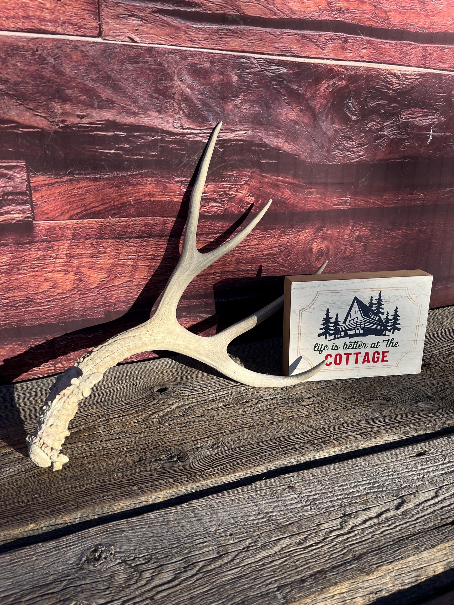 Naturally Shed Mule Deer Antler. Decor piece, Table Centerpiece, and More.