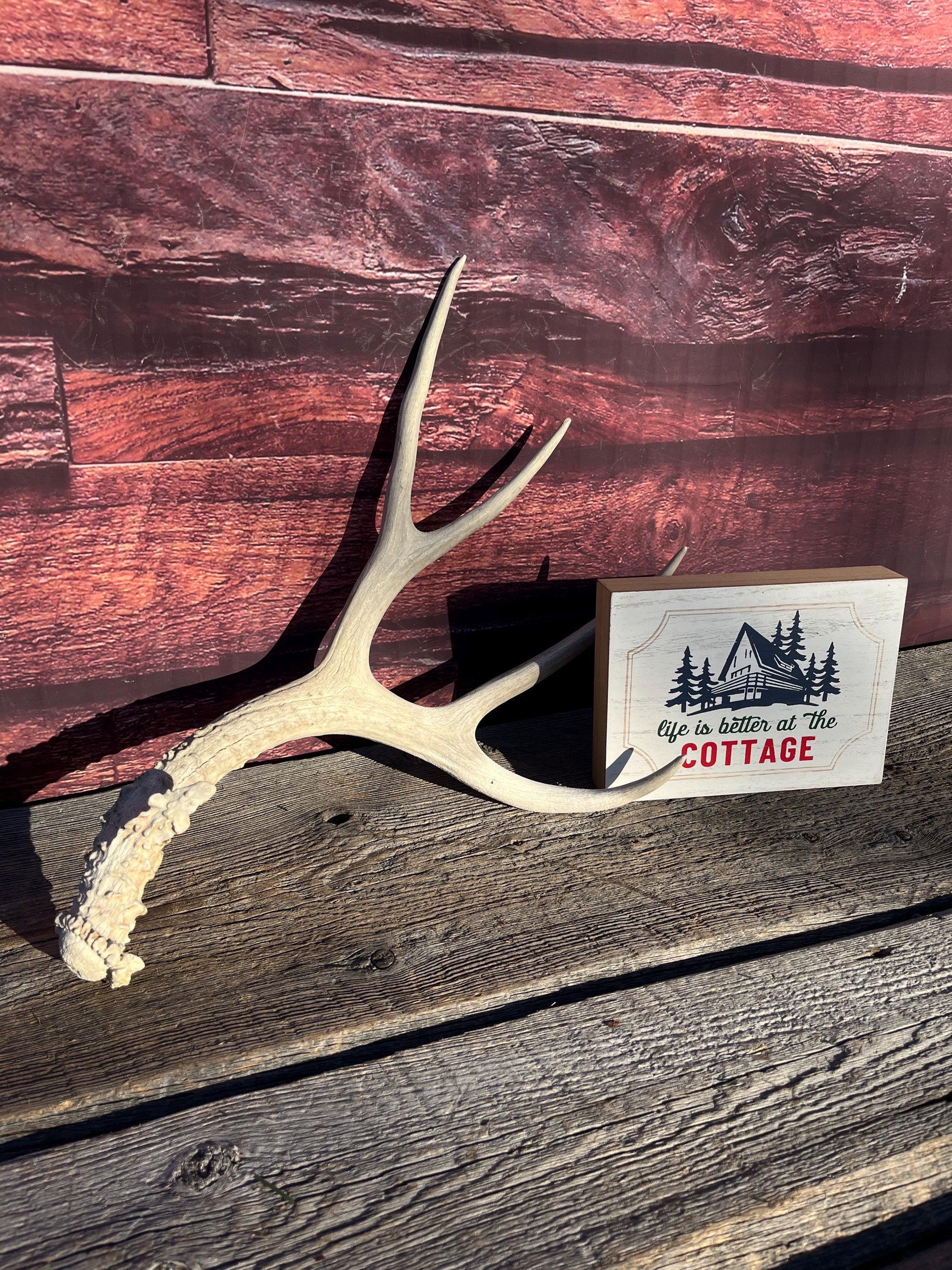 Naturally Shed Mule Deer Antler. Decor piece, Table Centerpiece, and More.