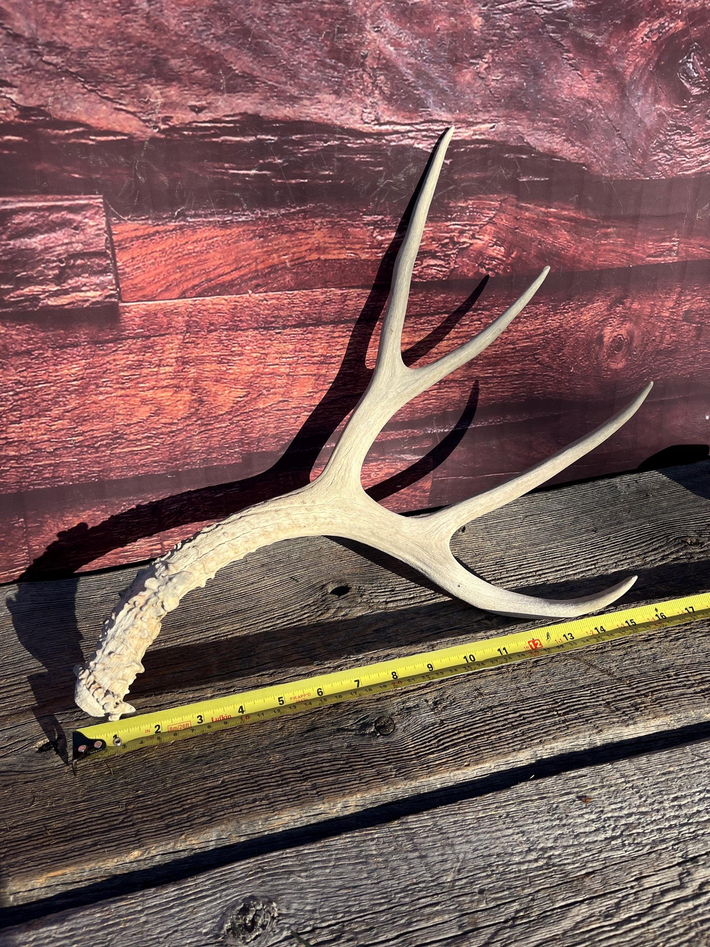 Naturally Shed Mule Deer Antler. Decor piece, Table Centerpiece, and More.