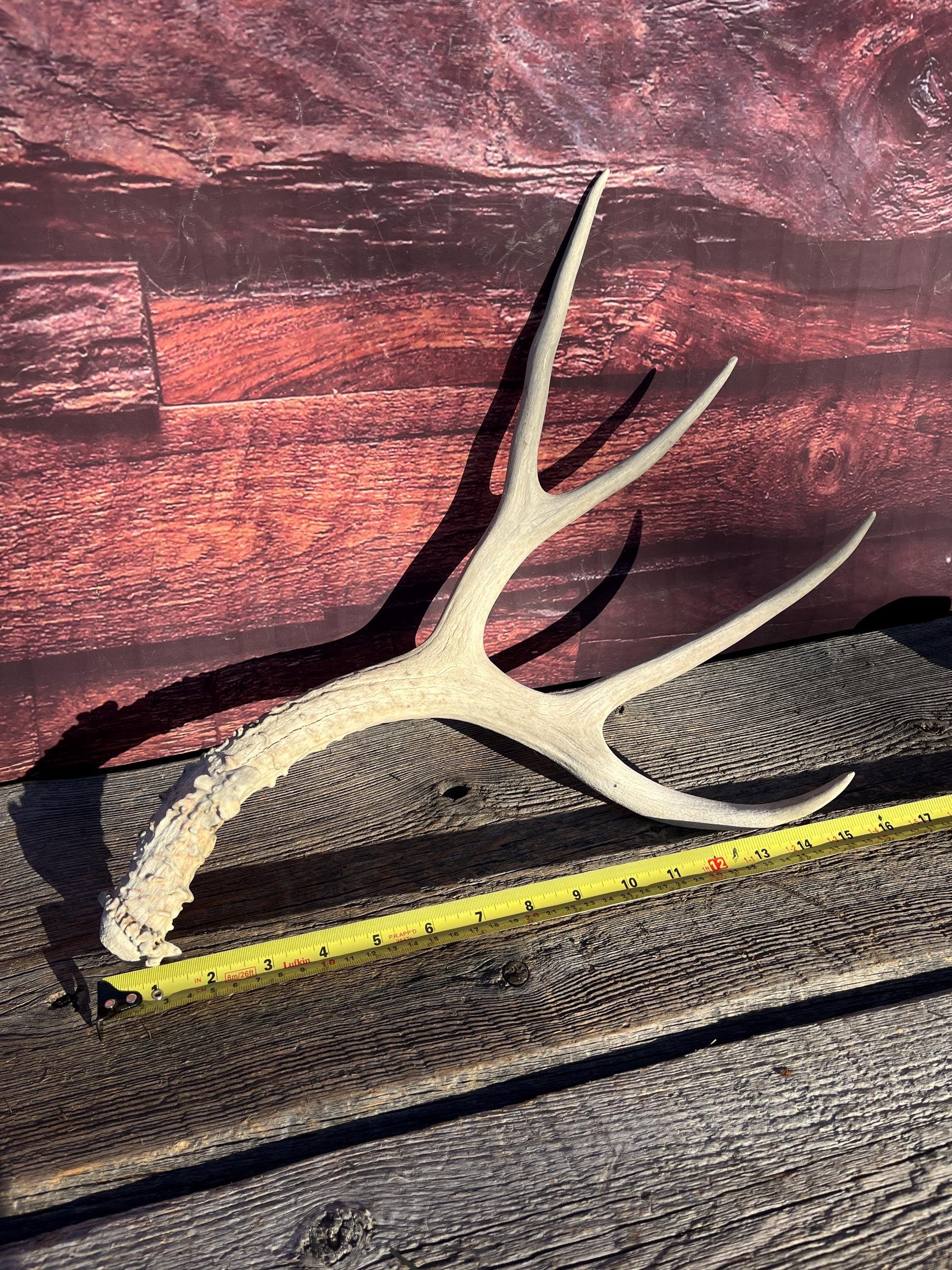 Naturally Shed Mule Deer Antler. Decor piece, Table Centerpiece, and More.