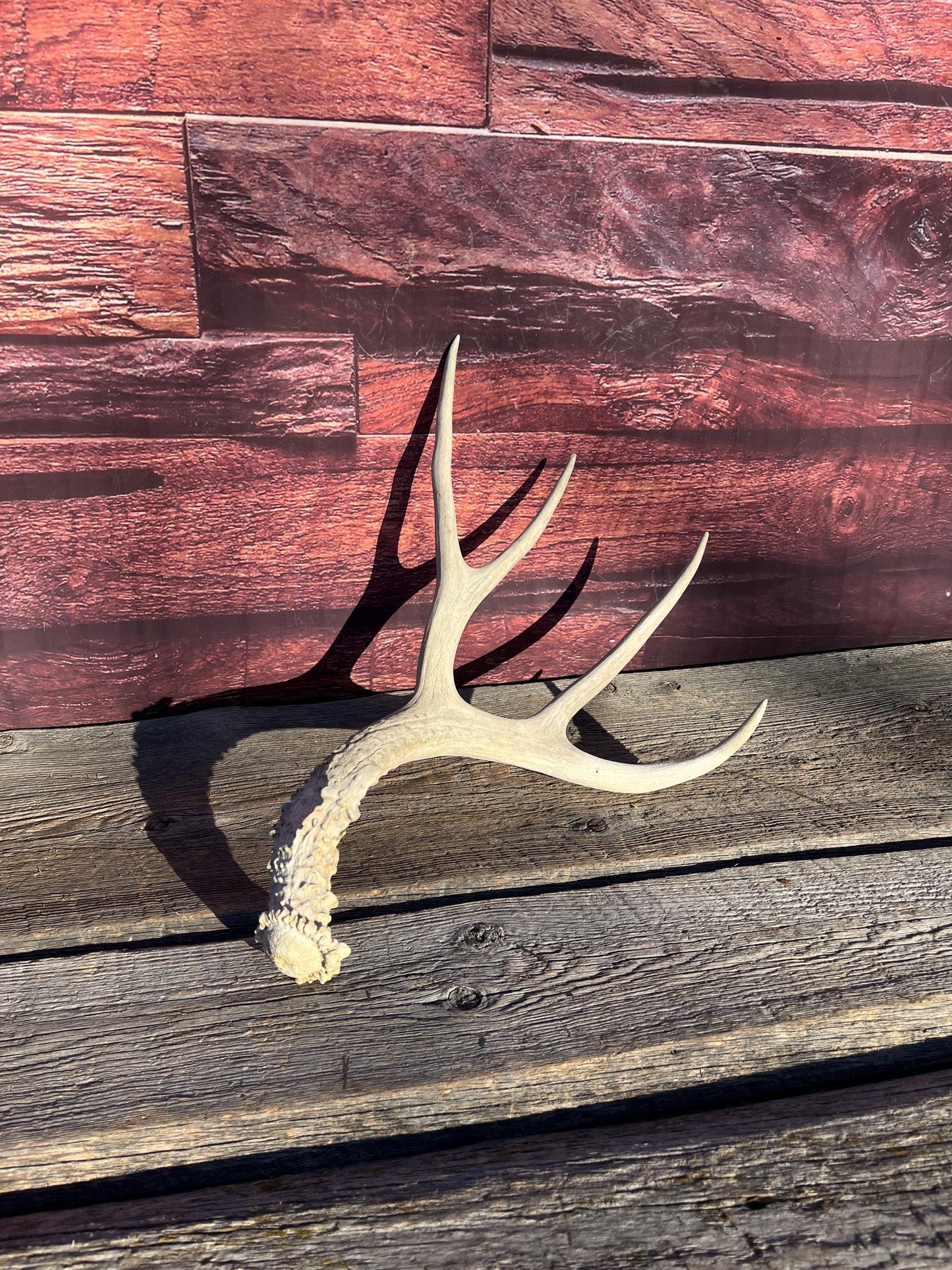 Naturally Shed Mule Deer Antler. Decor piece, Table Centerpiece, and More.