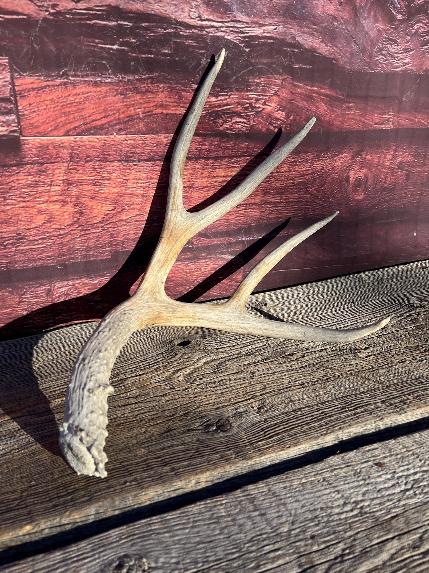 Mule Deer Antler - Rustic Cabin Decor & Crafting
