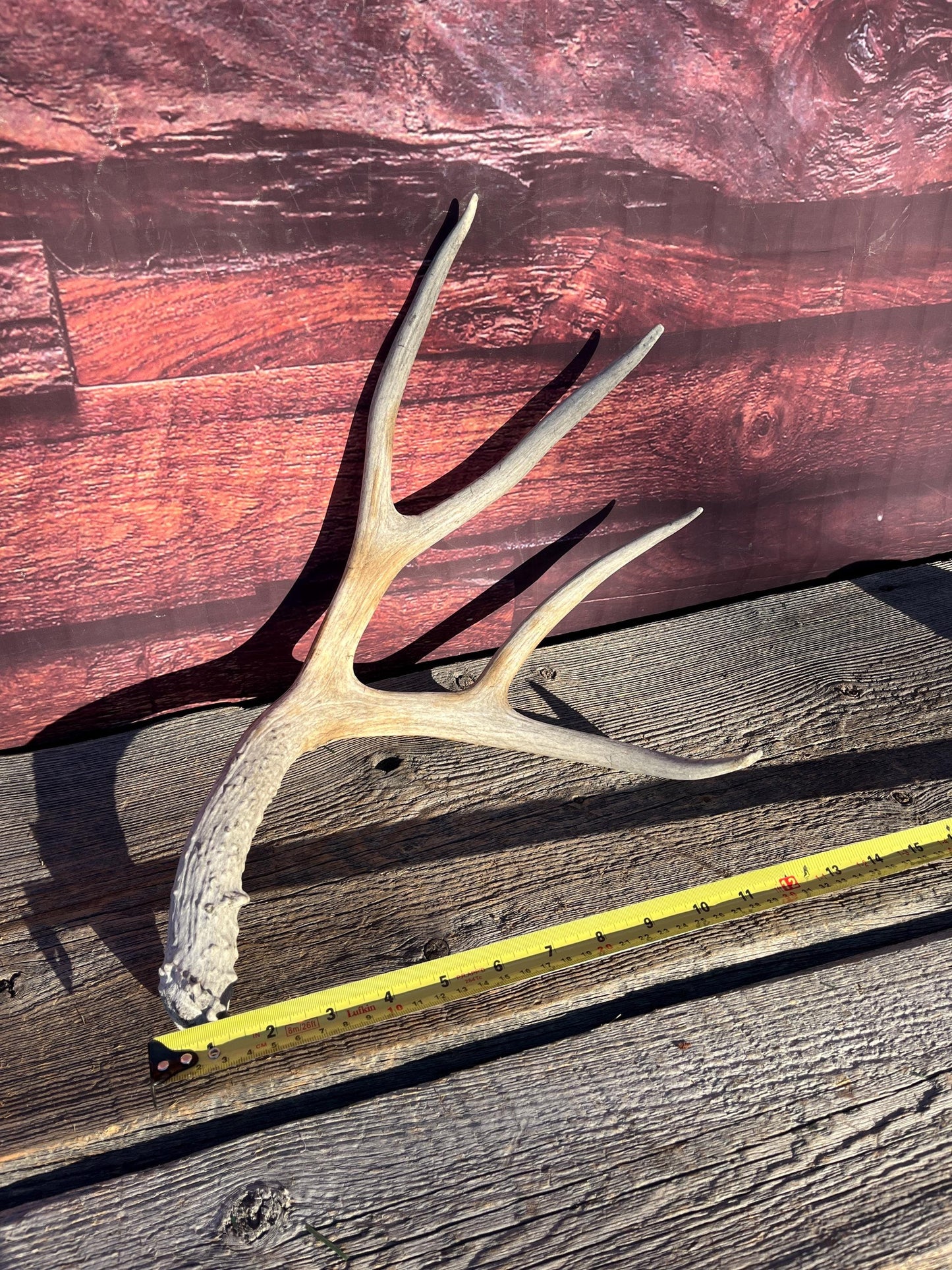 Mule Deer Antler - Rustic Cabin Decor & Crafting