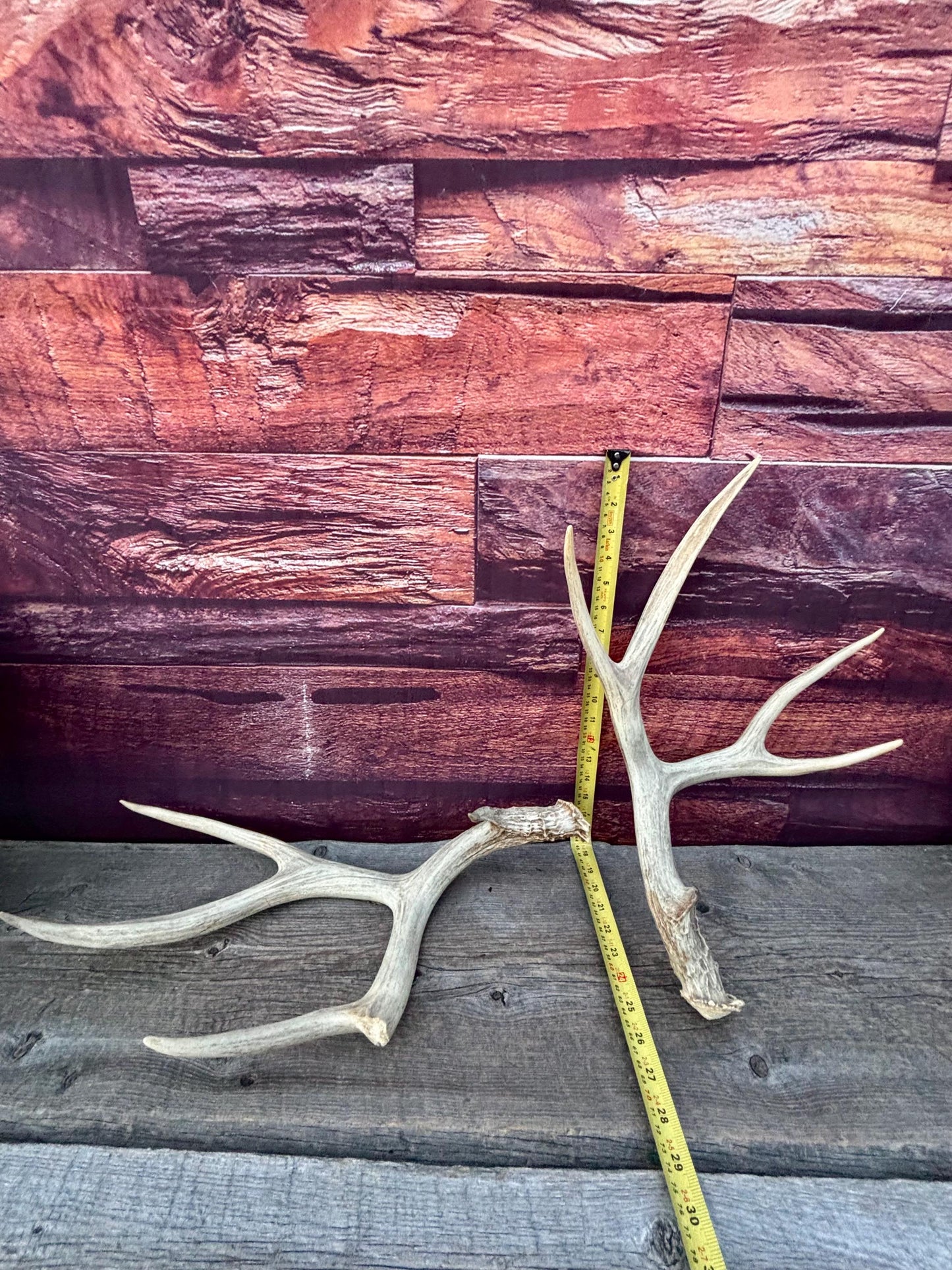Antlers. Mule Deer Matched Set! Naturally Shed - For Decor, Crafting, Pets and More