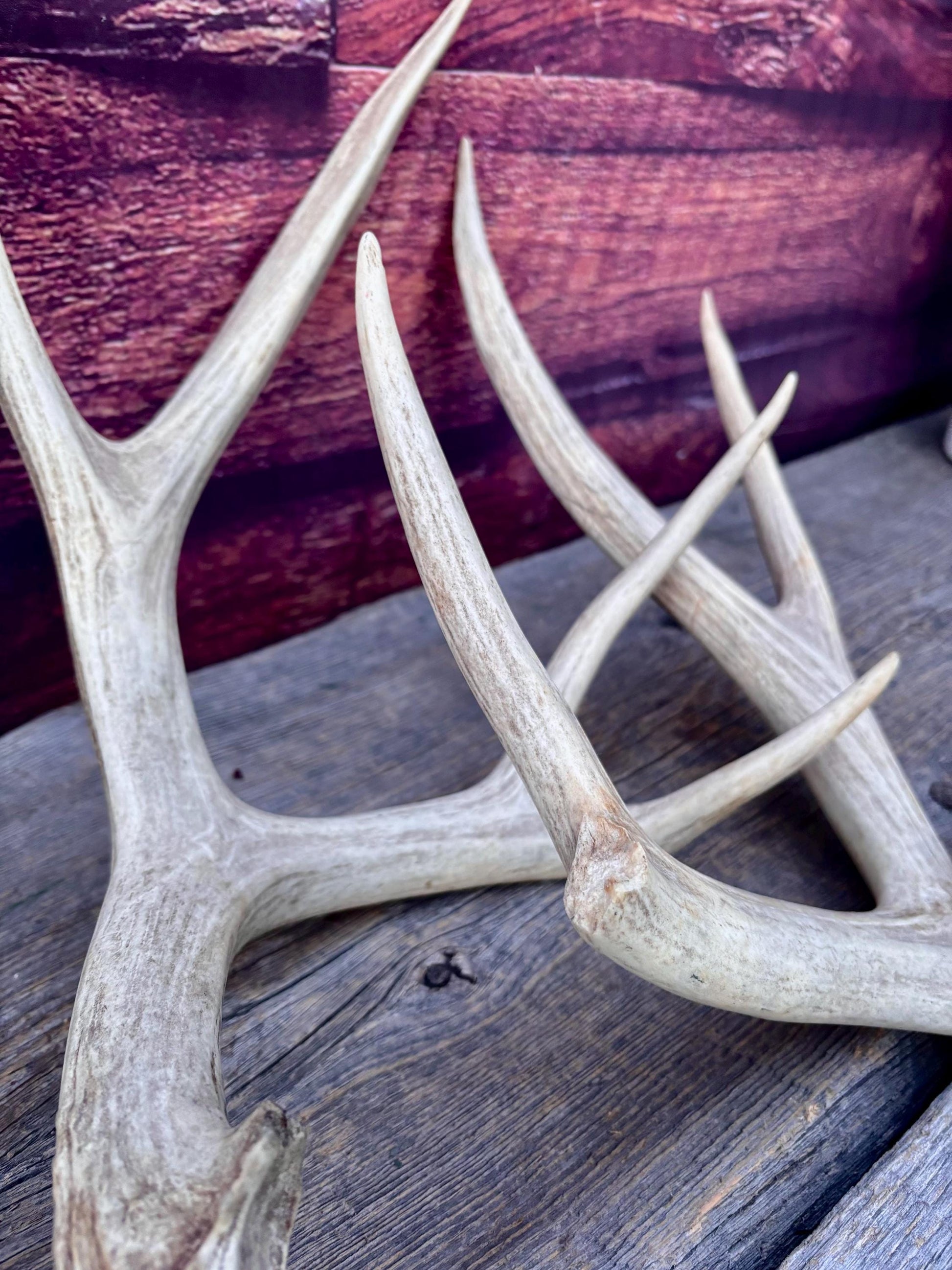 Antlers. Mule Deer Matched Set! Naturally Shed - For Decor, Crafting, Pets and More