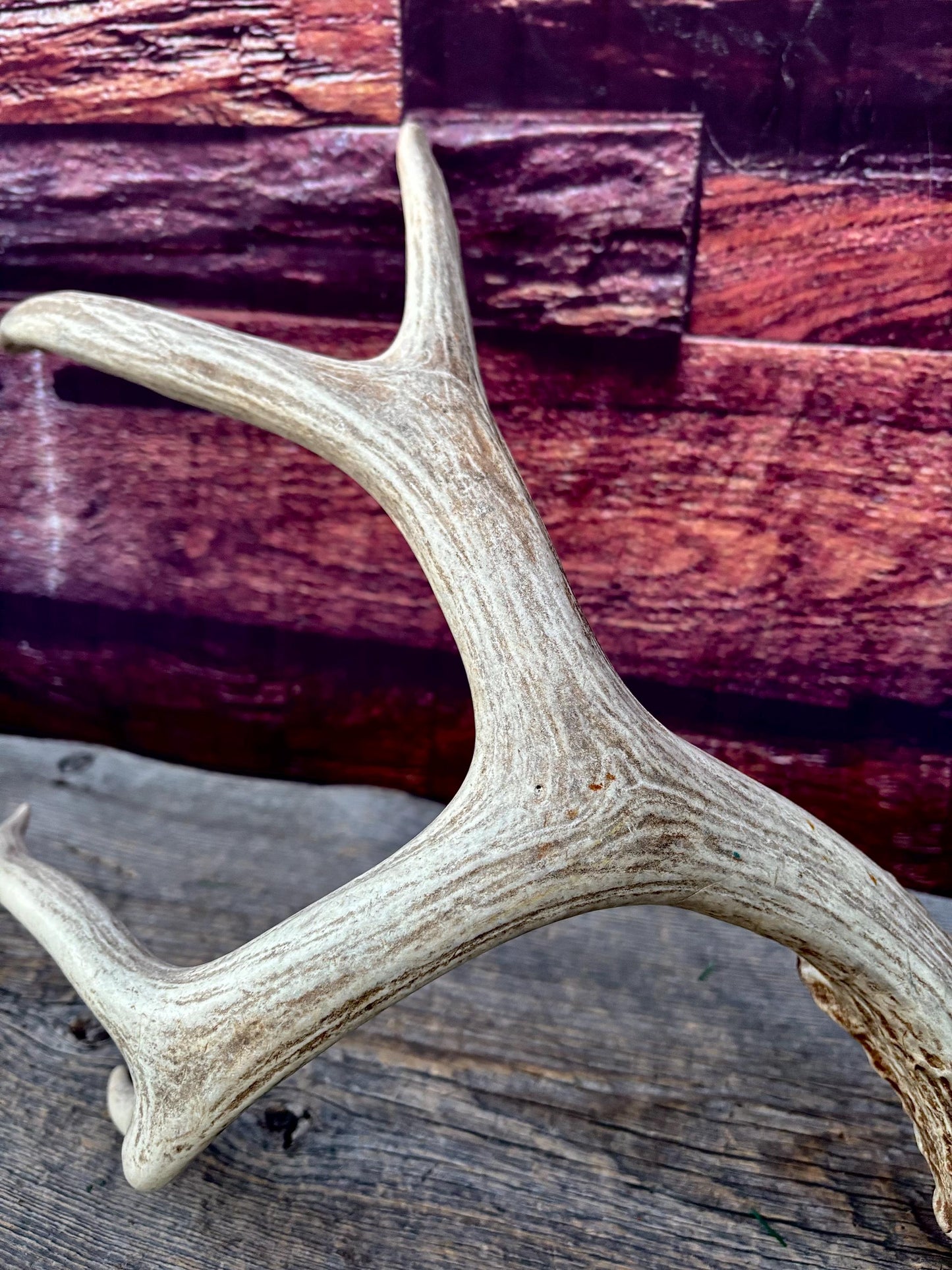 Antlers. Mule Deer Matched Set! Naturally Shed - For Decor, Crafting, Pets and More