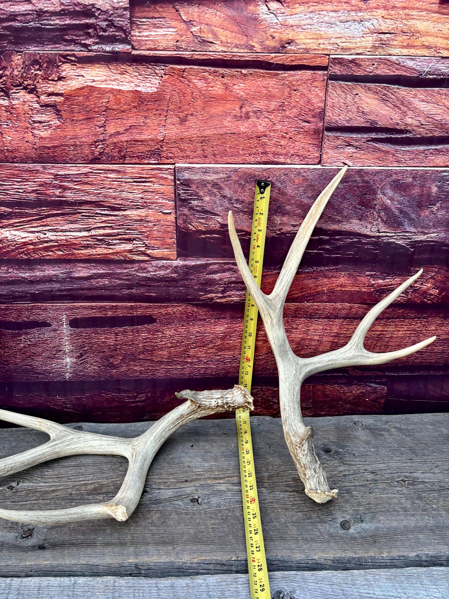 Antlers. Mule Deer Matched Set! Naturally Shed - For Decor, Crafting, Pets and More