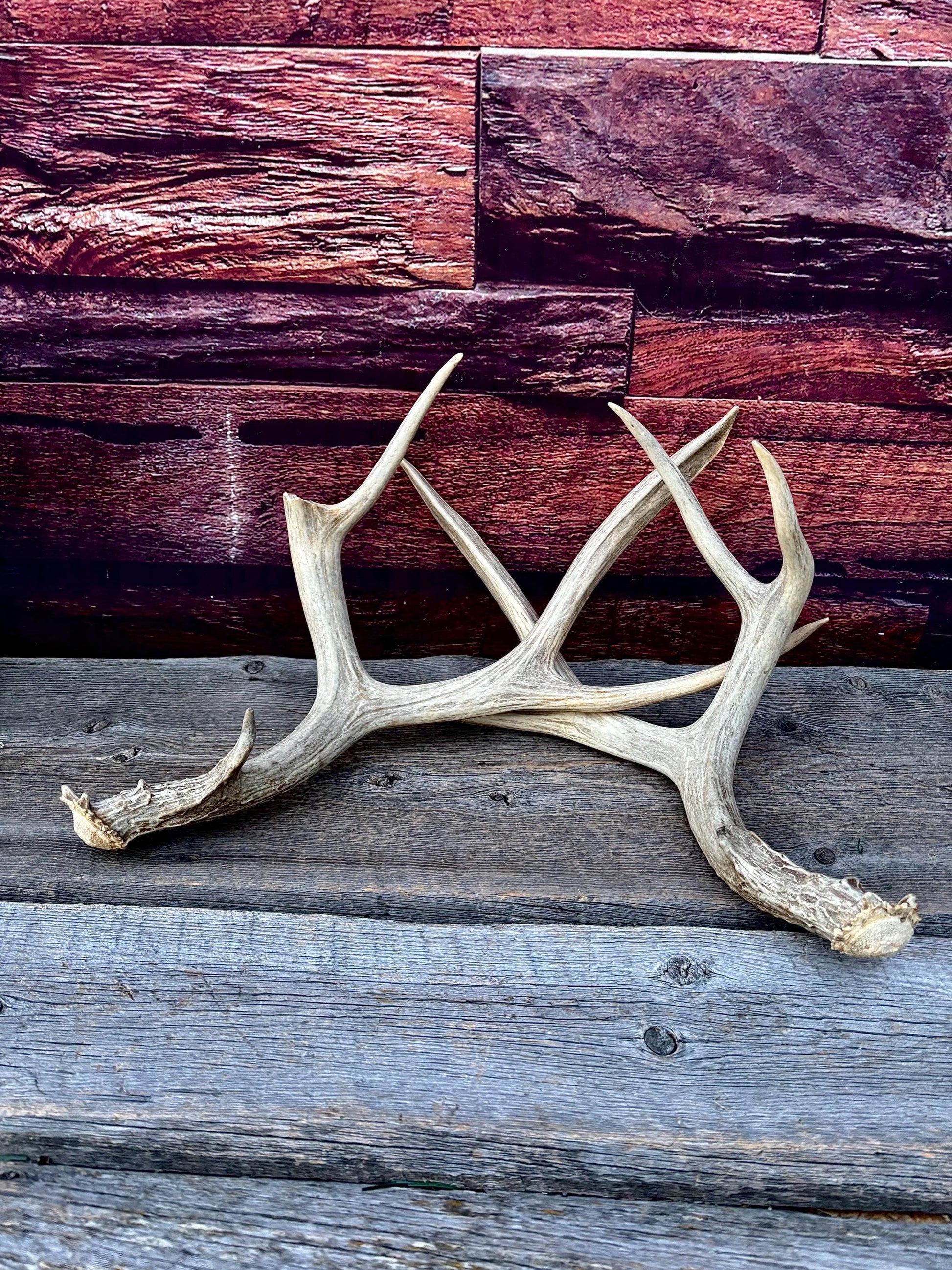 Antlers. Mule Deer Matched Set! Naturally Shed - For Decor, Crafting, Pets and More