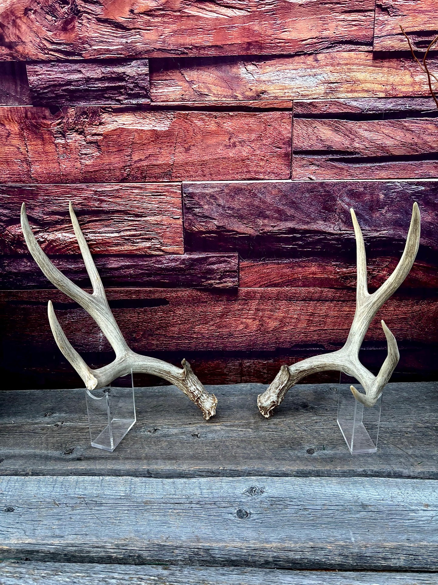 Antlers. Mule Deer Matched Set! Naturally Shed - For Decor, Crafting, Pets and More