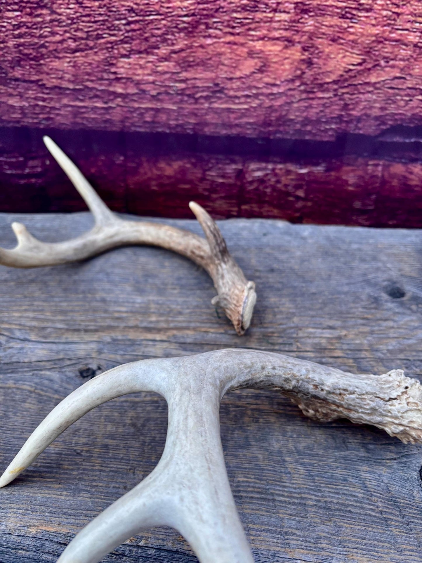 Deer Antlers - Small White-tailed Deer Matching set. Canadian Buck. Crafting and Decor Antlers