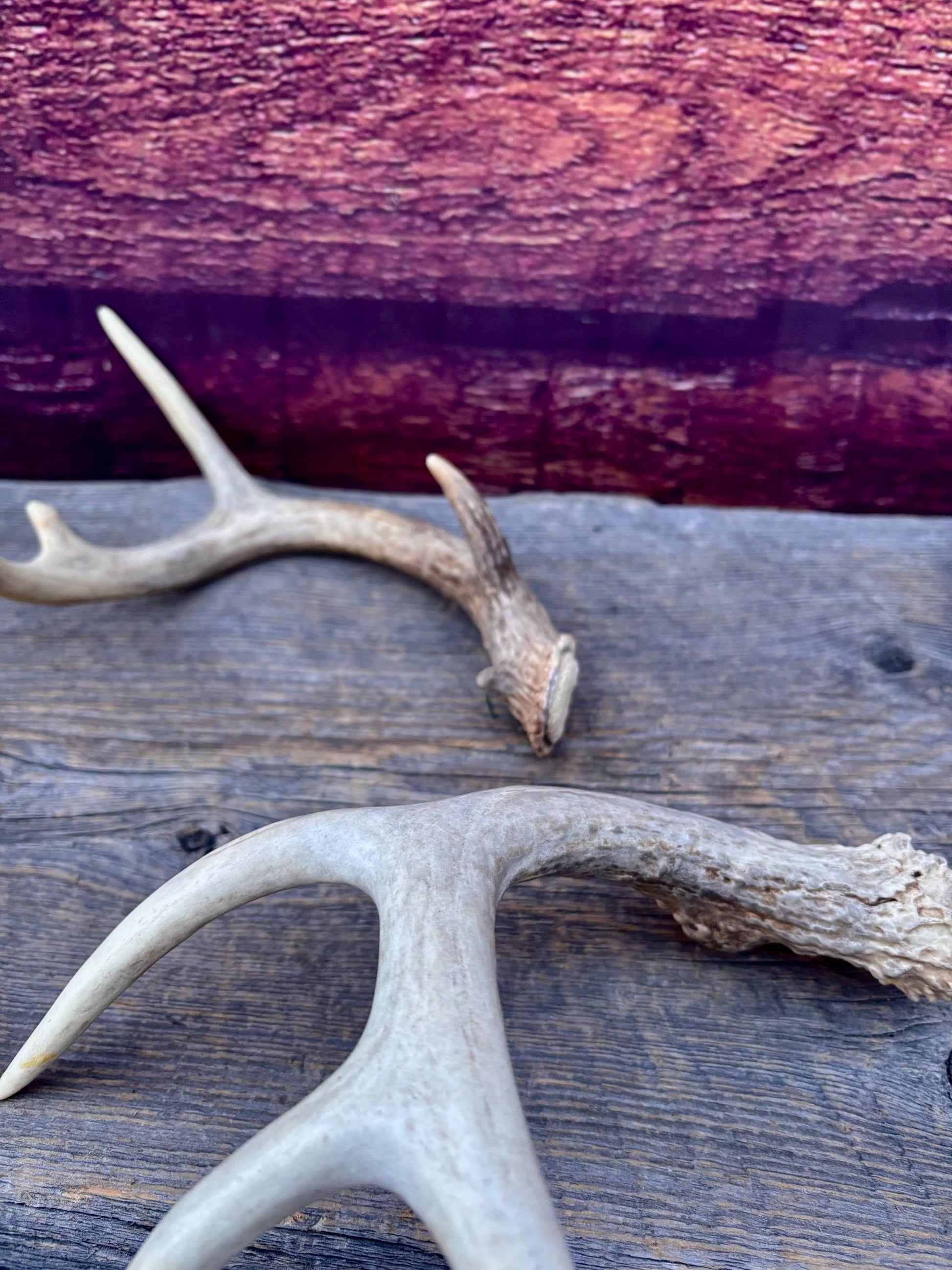 Deer Antlers - Small White-tailed Deer Matching set. Canadian Buck. Crafting and Decor Antlers