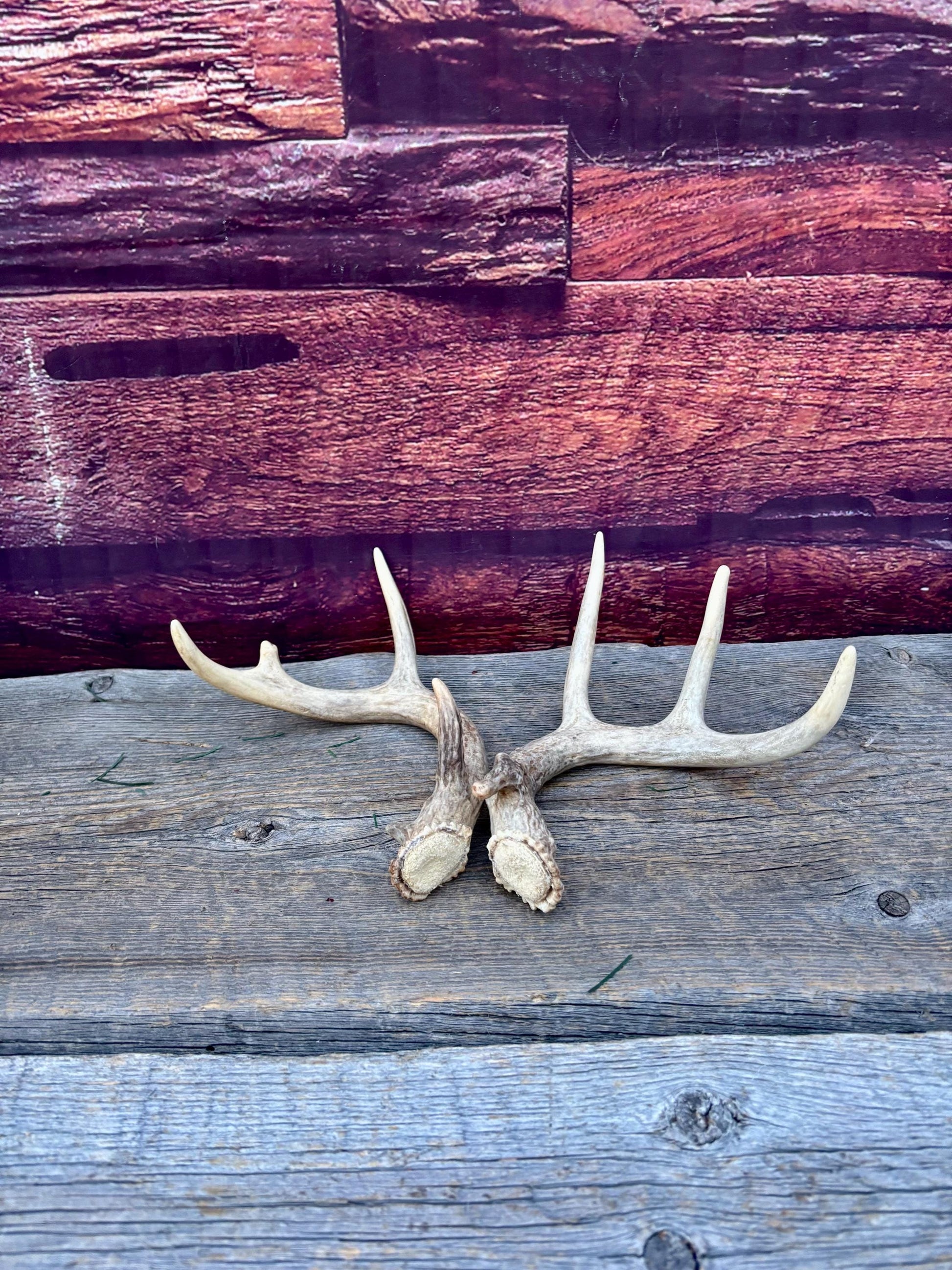 Deer Antlers - Small White-tailed Deer Matching set. Canadian Buck. Crafting and Decor Antlers