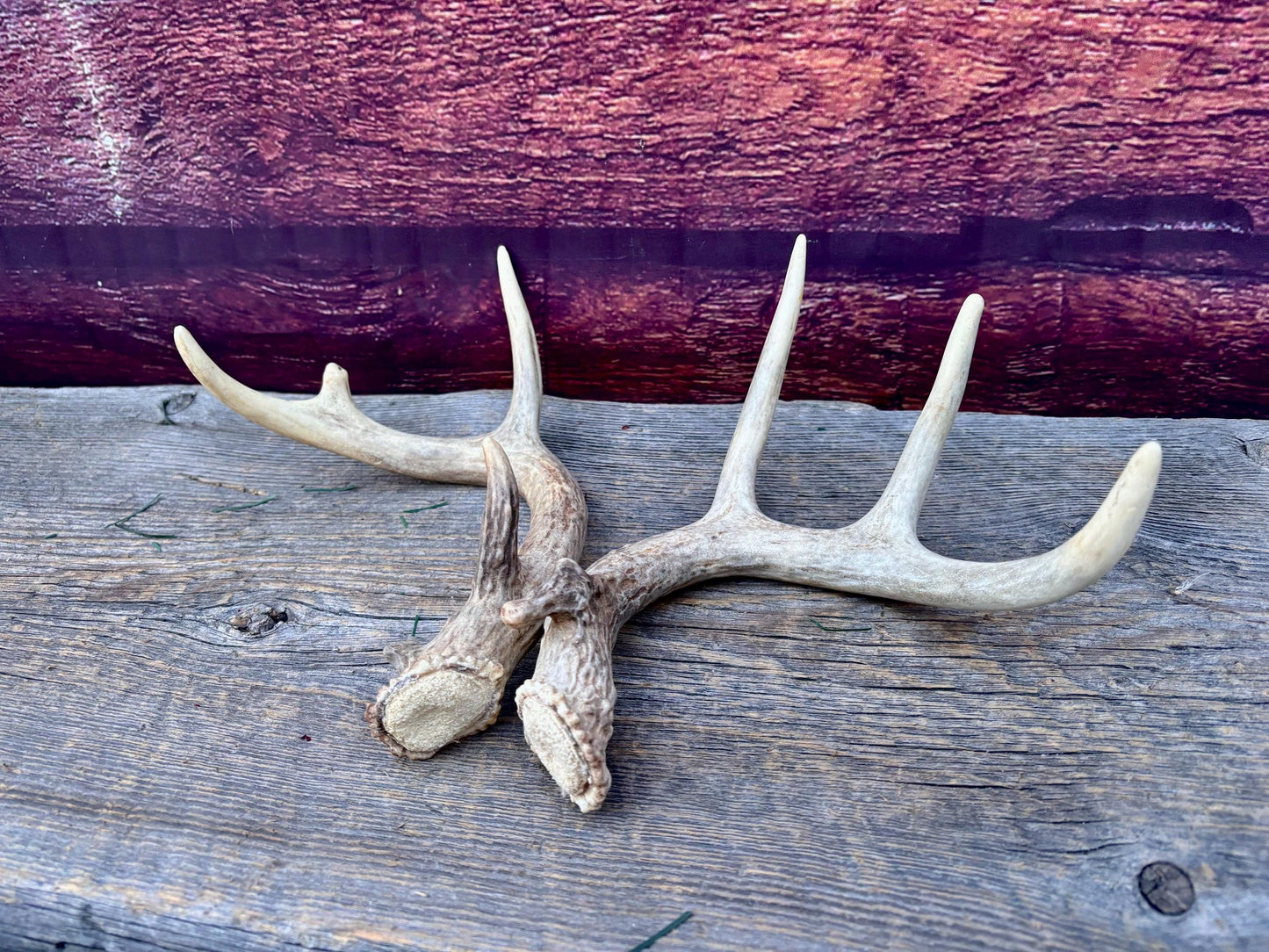 Deer Antlers - Small White-tailed Deer Matching set. Canadian Buck. Crafting and Decor Antlers