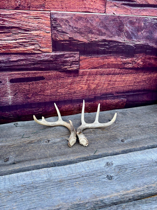 Deer Antlers - Small White-tailed Deer Matching set. Canadian Buck. Crafting and Decor Antlers
