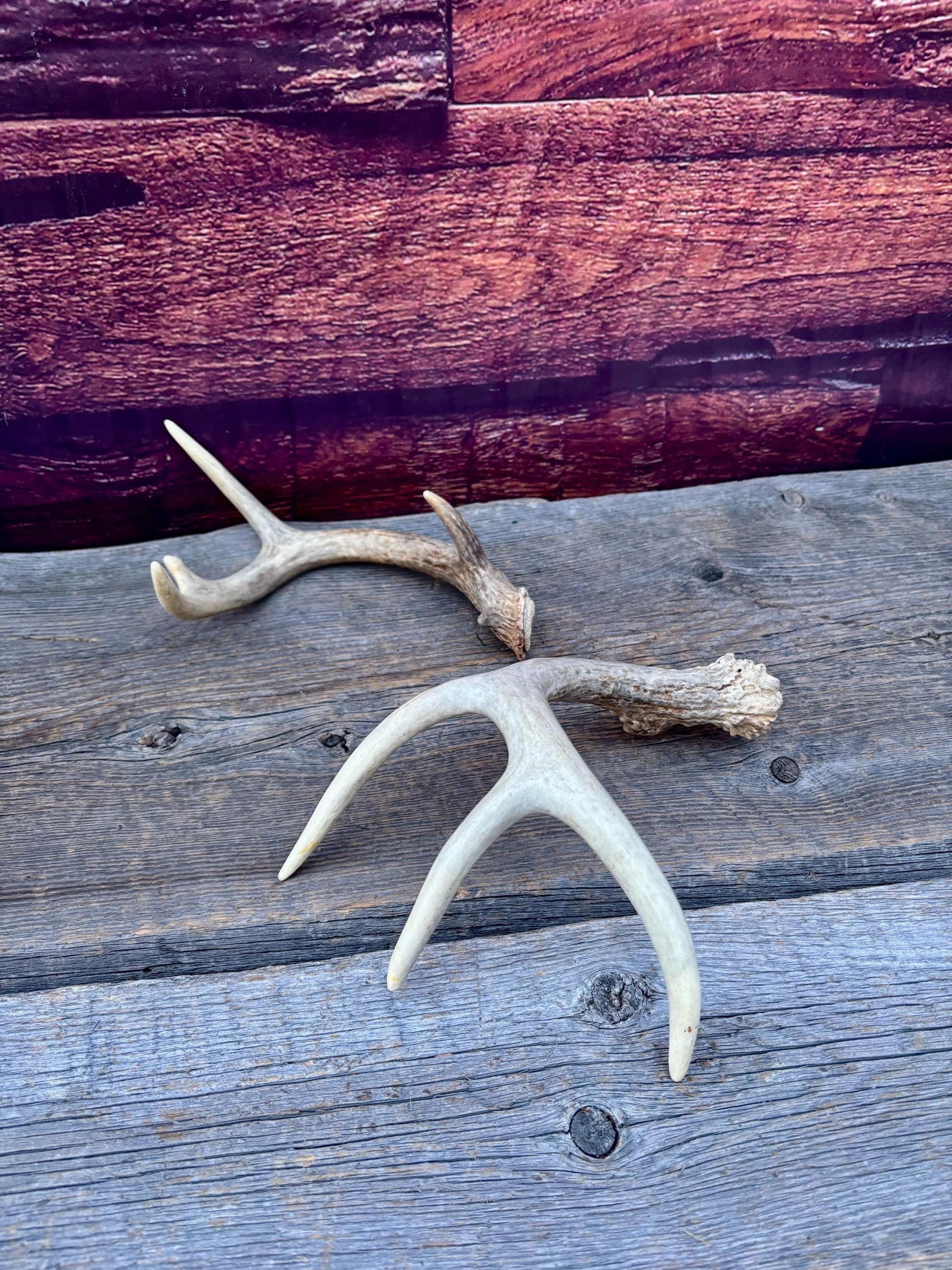 Deer Antlers - Small White-tailed Deer Matching set. Canadian Buck. Crafting and Decor Antlers