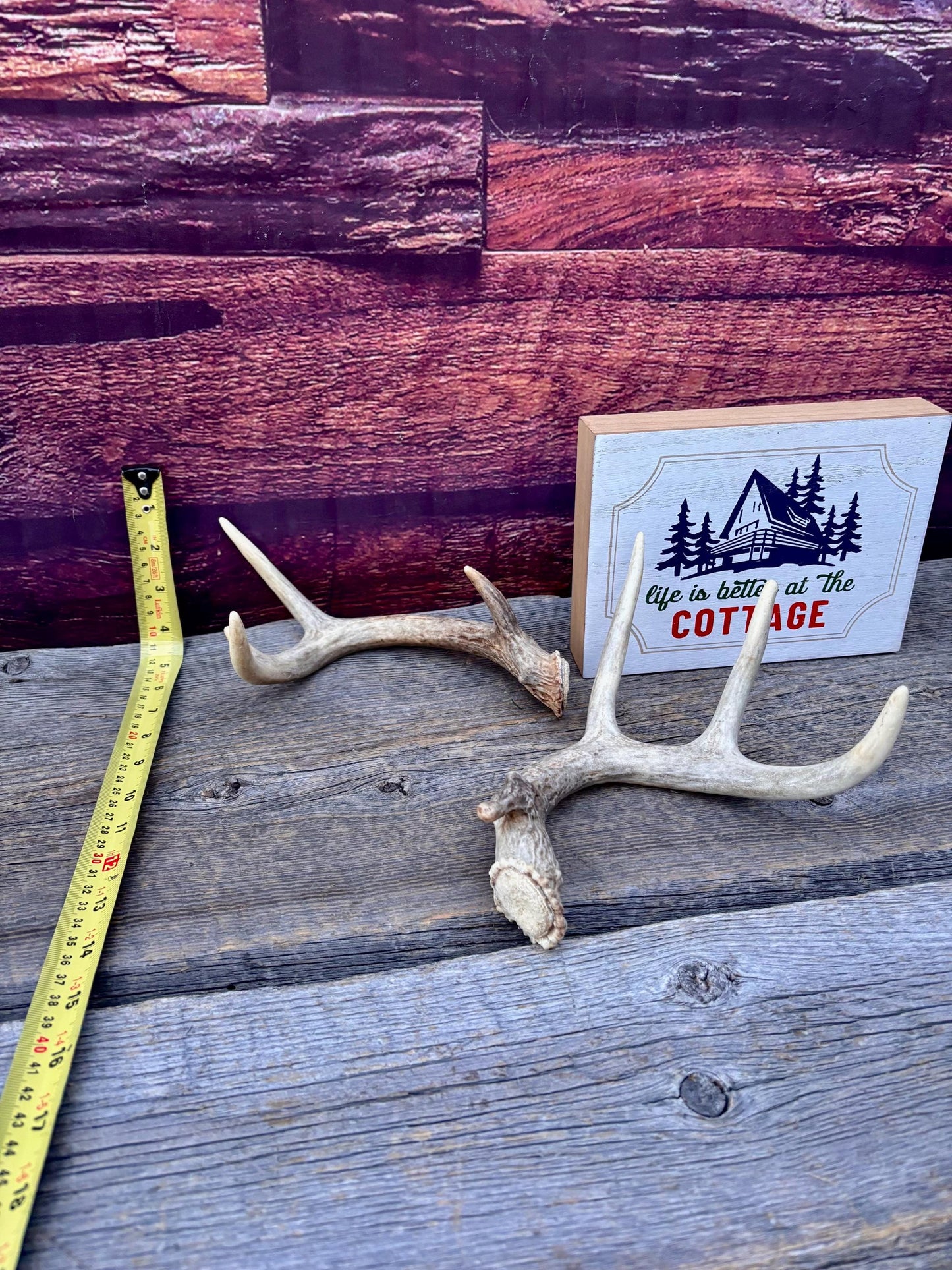 Deer Antlers - Small White-tailed Deer Matching set. Canadian Buck. Crafting and Decor Antlers