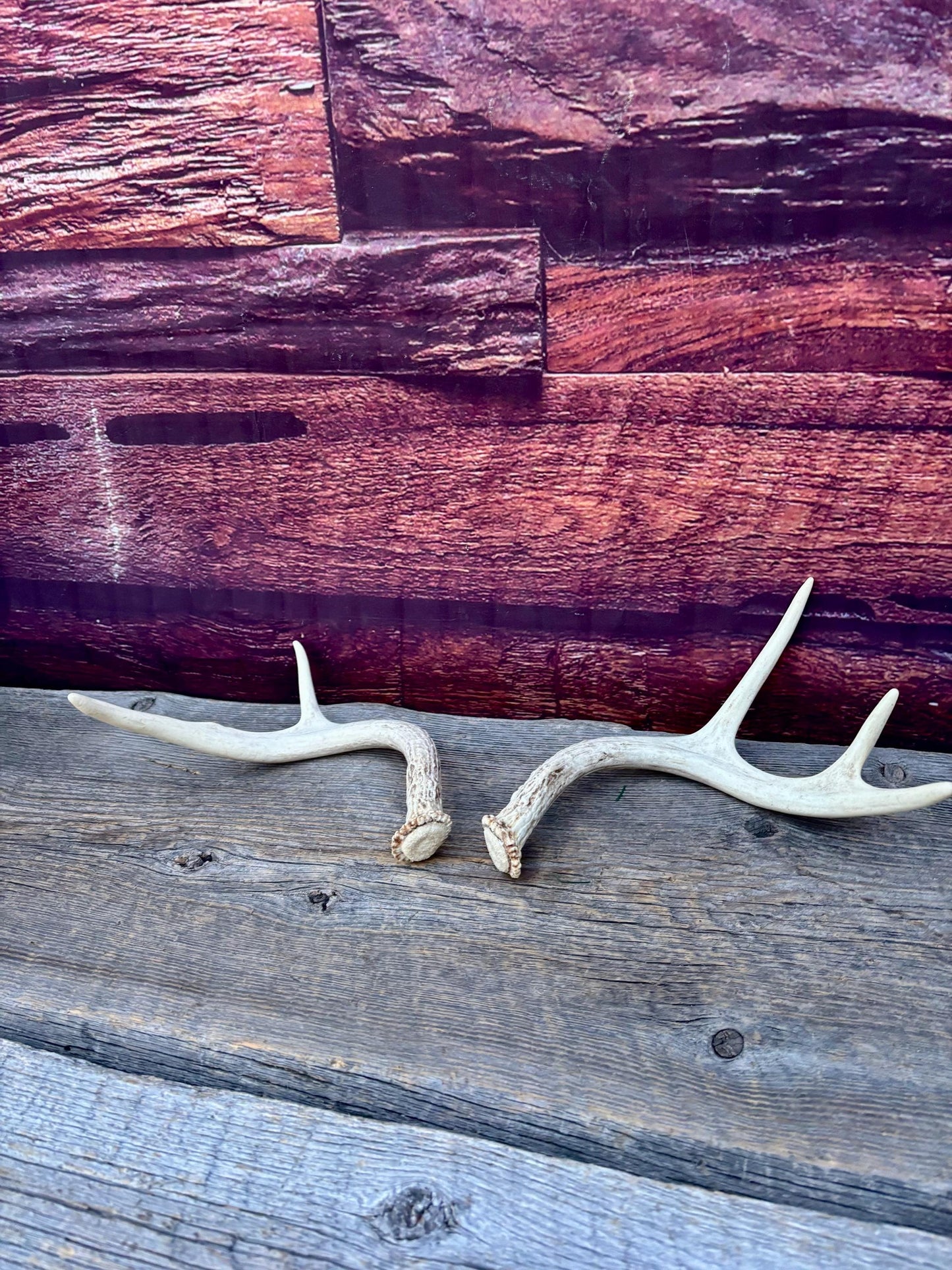 White-tailed Deer Antlers - Small and Asymmetrical Matching set. Canadian Buck. Crafting and Decor Antlers