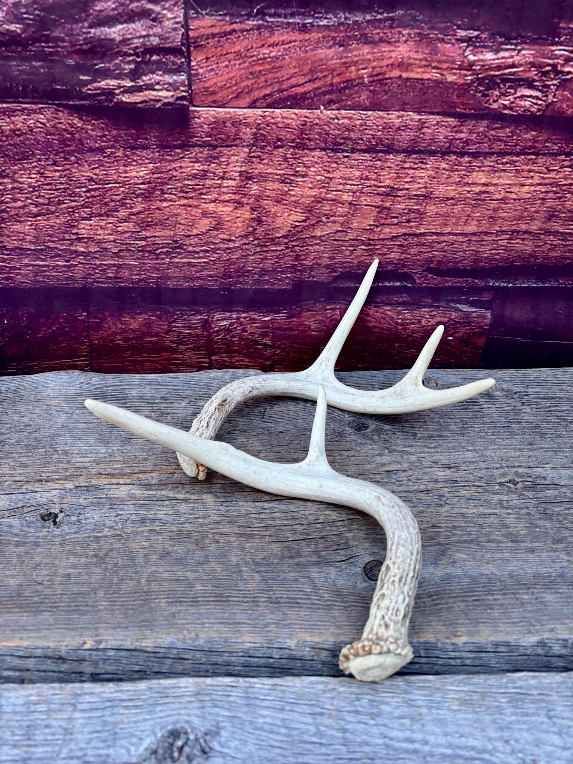 White-tailed Deer Antlers - Small and Asymmetrical Matching set. Canadian Buck. Crafting and Decor Antlers