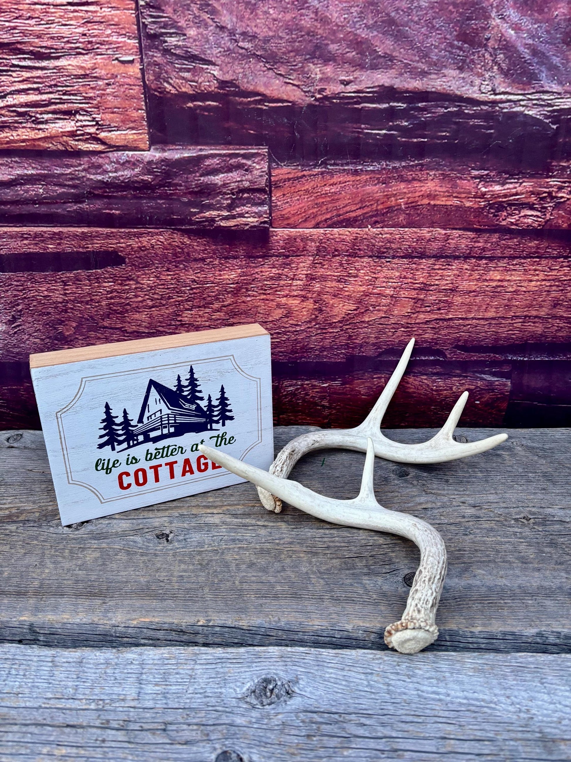 White-tailed Deer Antlers - Small and Asymmetrical Matching set. Canadian Buck. Crafting and Decor Antlers