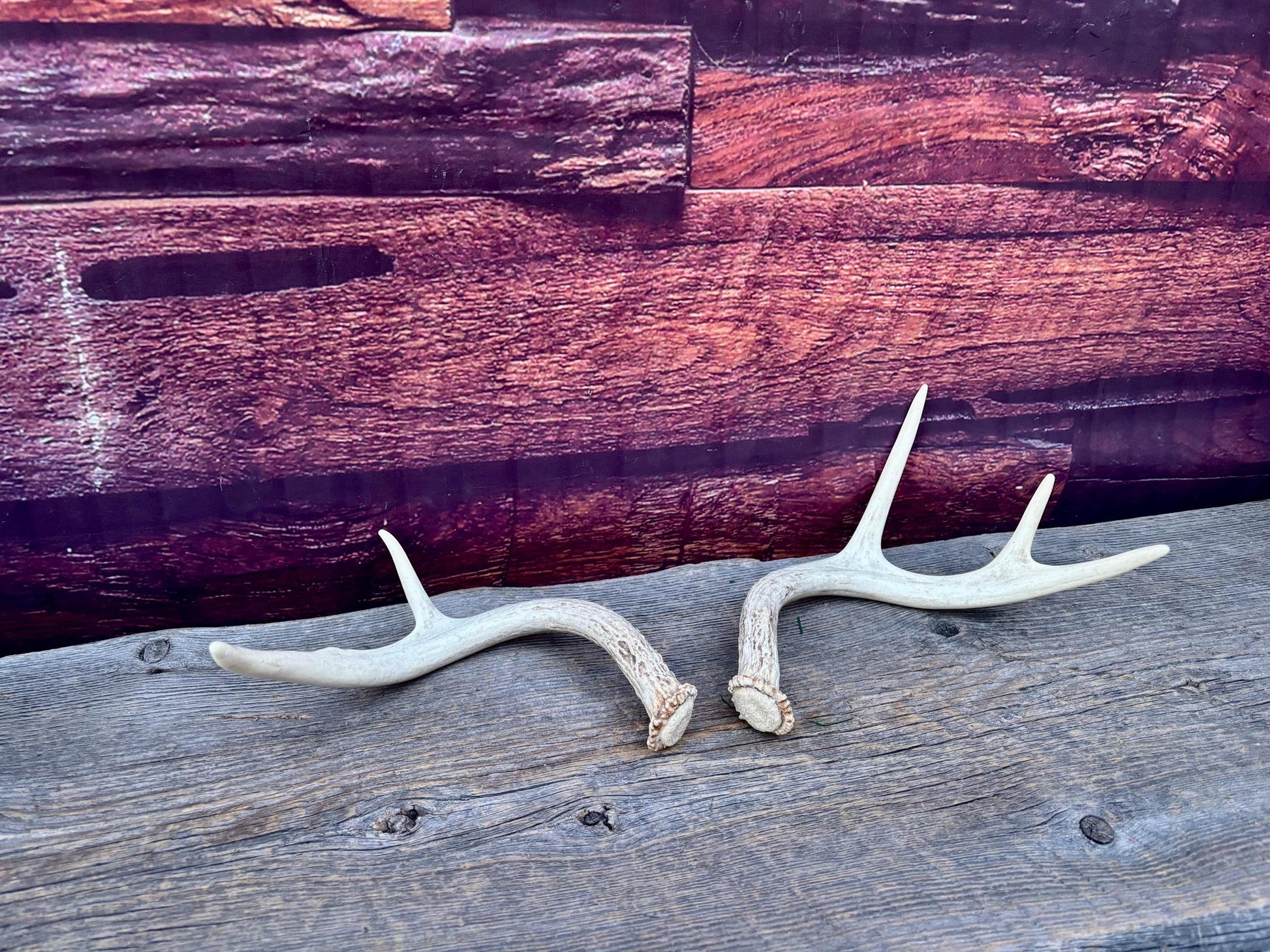 White-tailed Deer Antlers - Small and Asymmetrical Matching set. Canadian Buck. Crafting and Decor Antlers